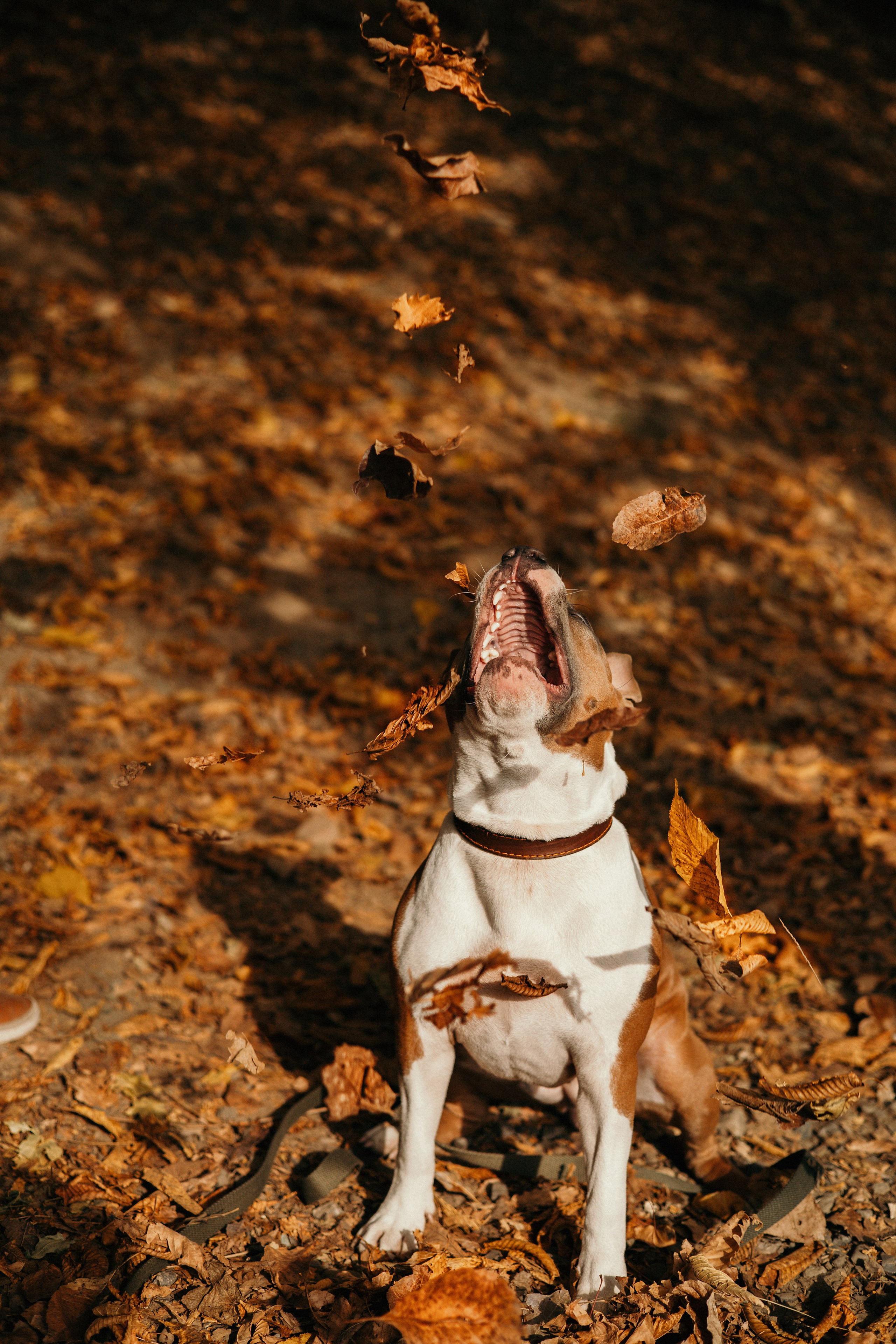 Лаффи и ее семья. Фотограф — анималист Владивосток, Алина