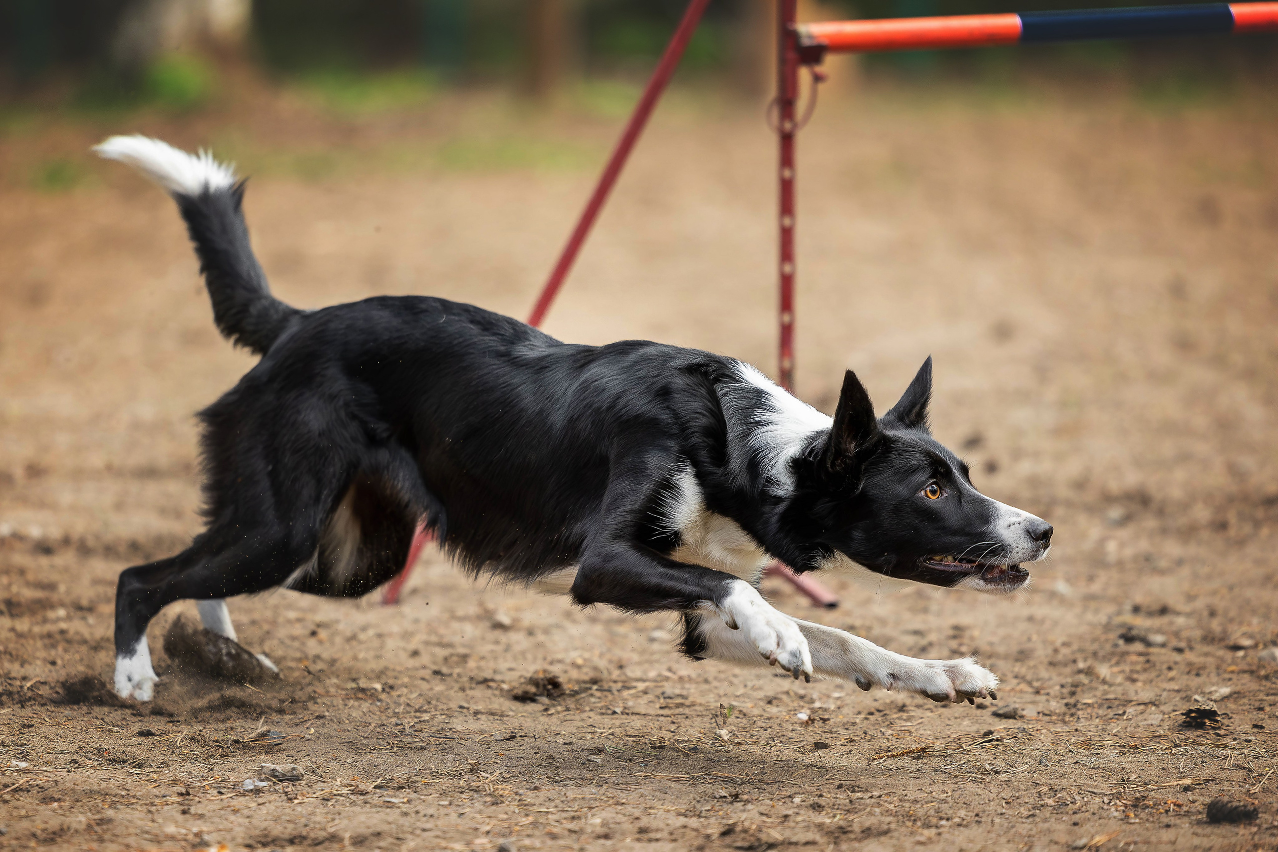 Тренировка аджилити. Фотограф Анималист в Перми Анастасия Остерман