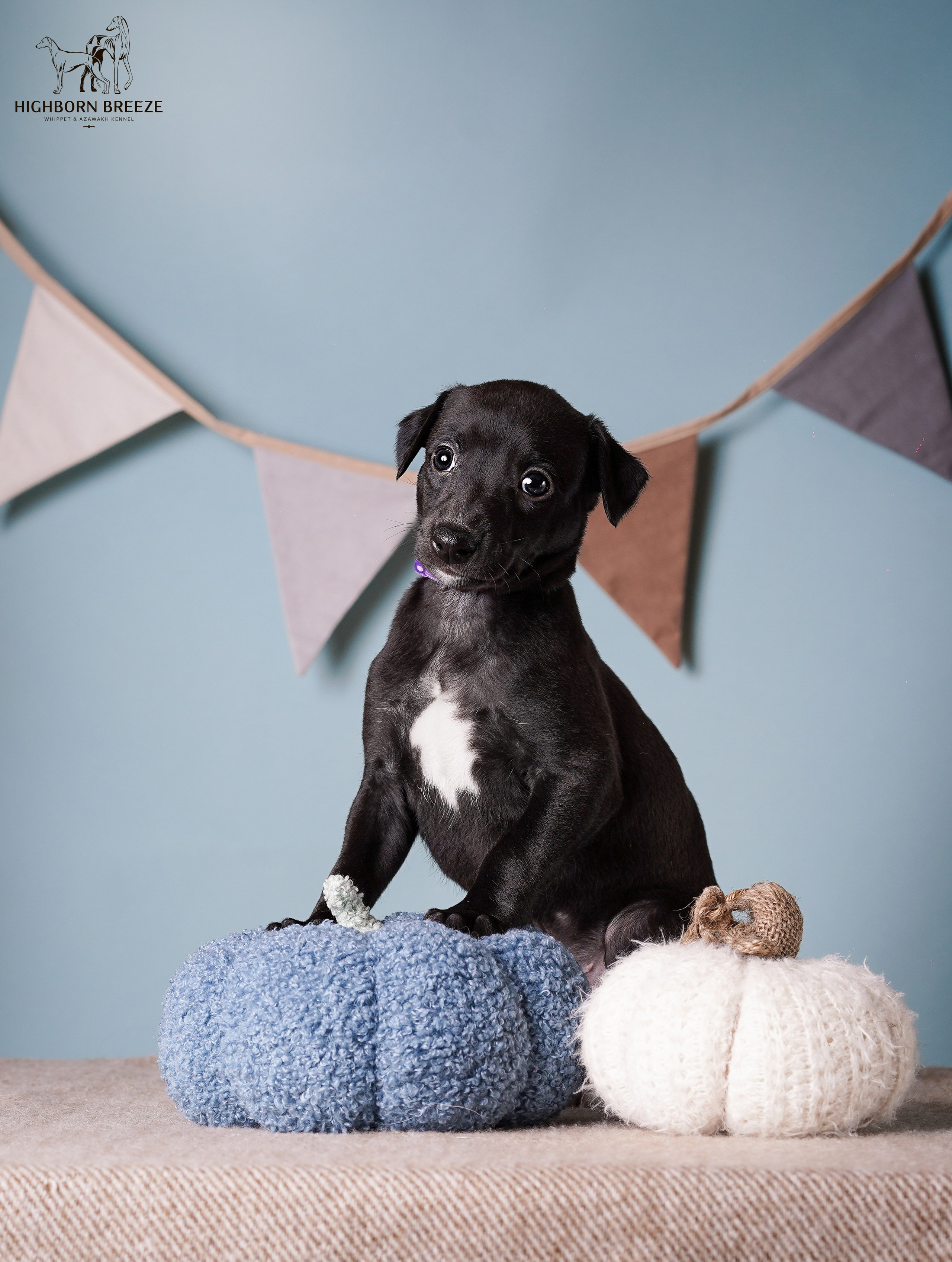 Щенки уиппета. Фотограф-анималист в Санкт-Петербурге Яна Мартынова