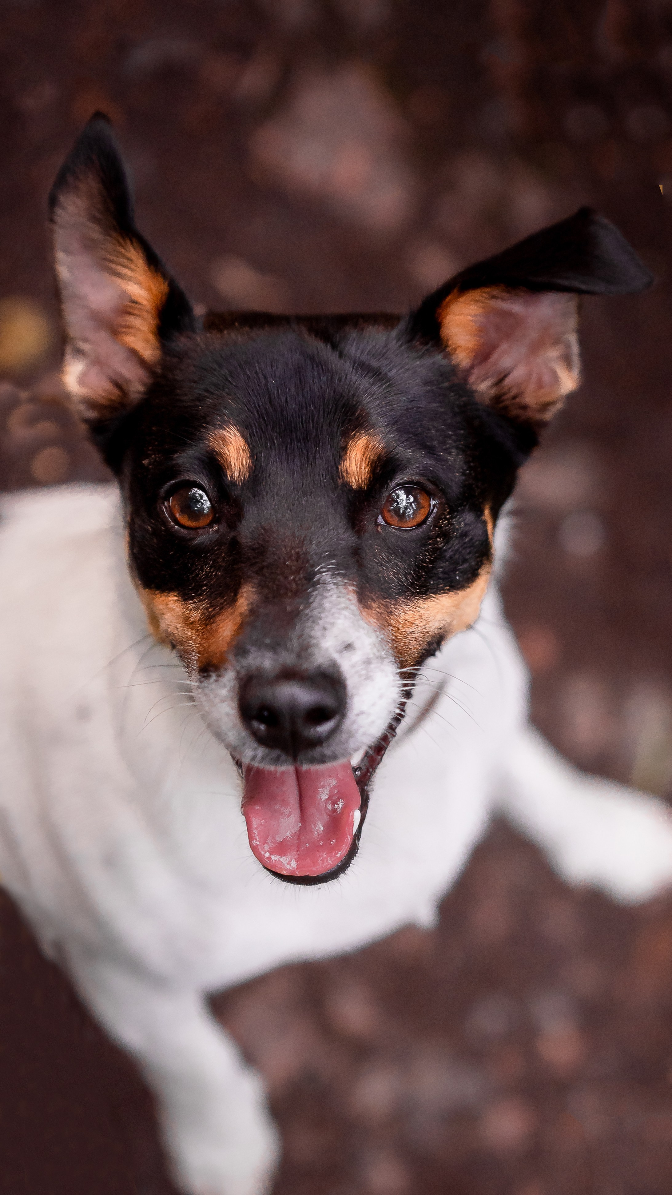 Собаки. Фотограф-анималист в Санкт-Петербурге Анастасия Иванова