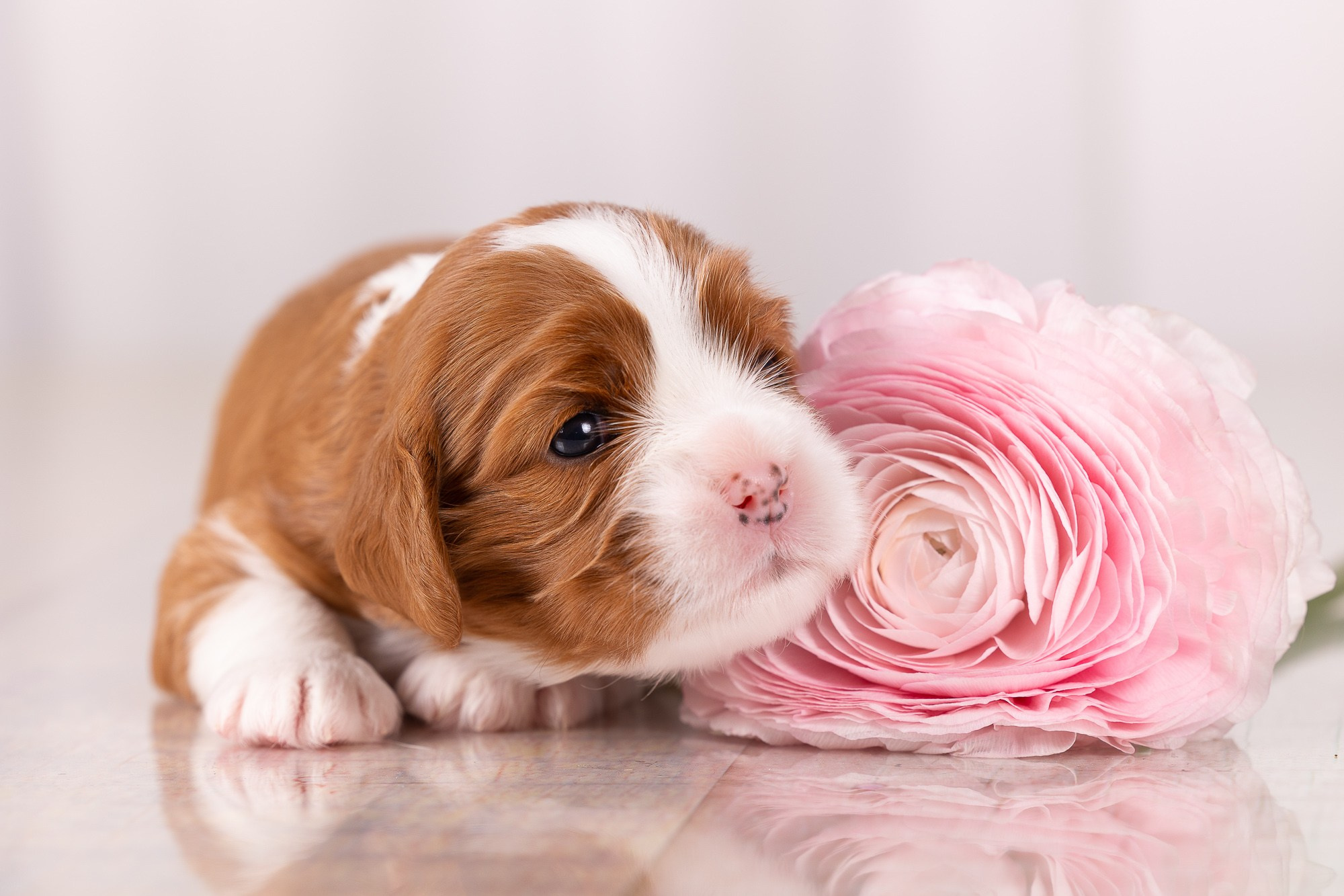 Фотосъёмки щенков. Фотограф-анималист Natalia Deingel | Фотосъемка собак в Москве