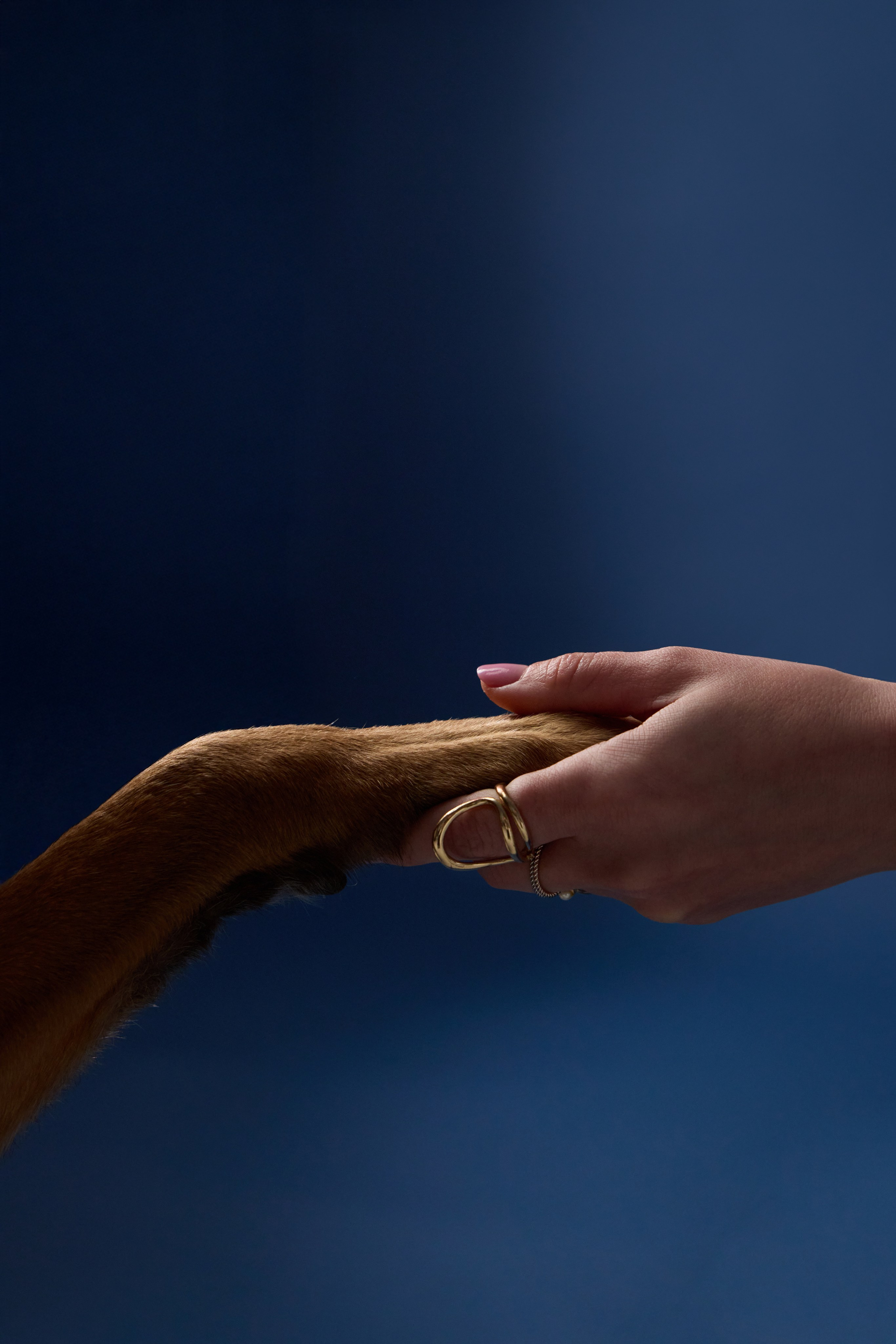 Presence. Dog Photographer Anna Averianova | Art & Commercial Pet Photography