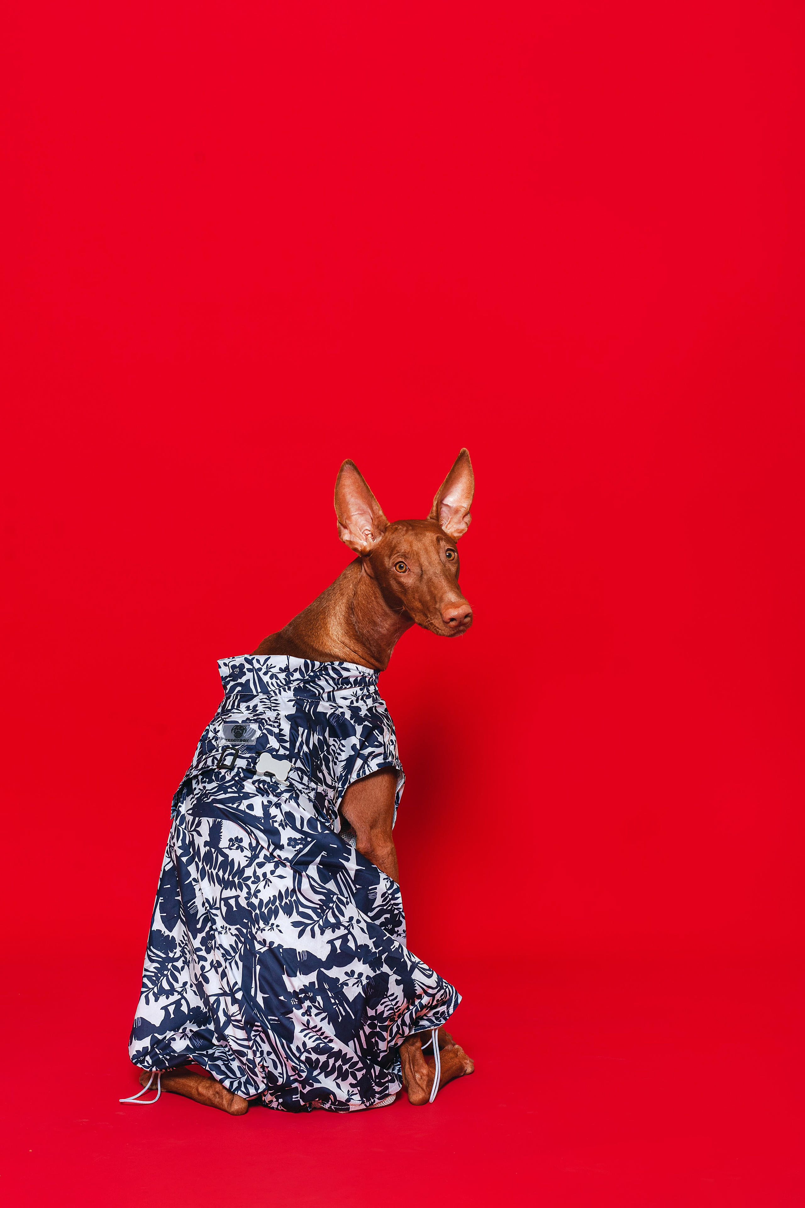 Съемка для бренда TEDDYBOY. Фотограф-анималист Татьяна Степанова