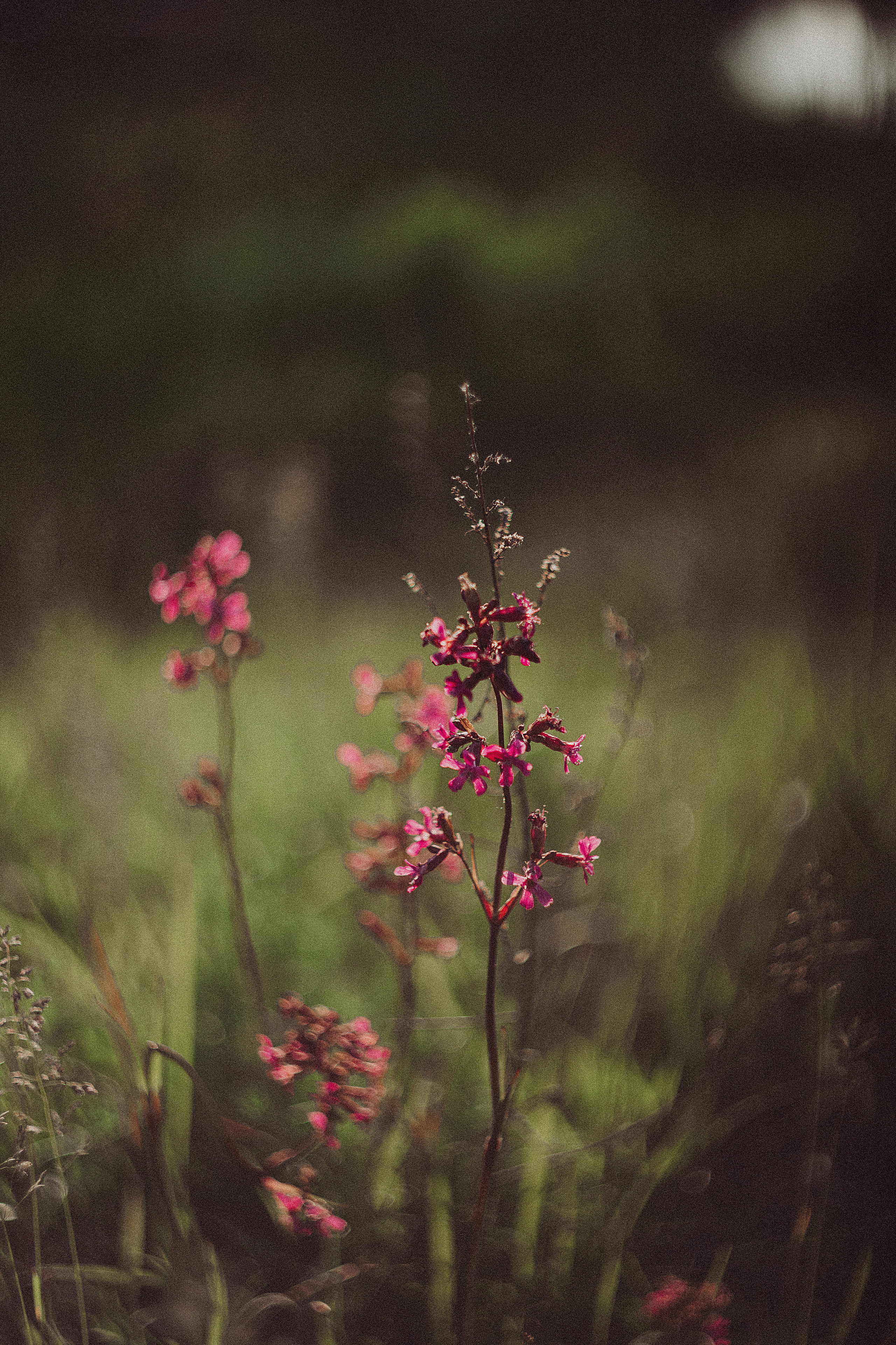 PORTRAIT. Фотограф и Видеограф в Москве Дарья Арсентьева