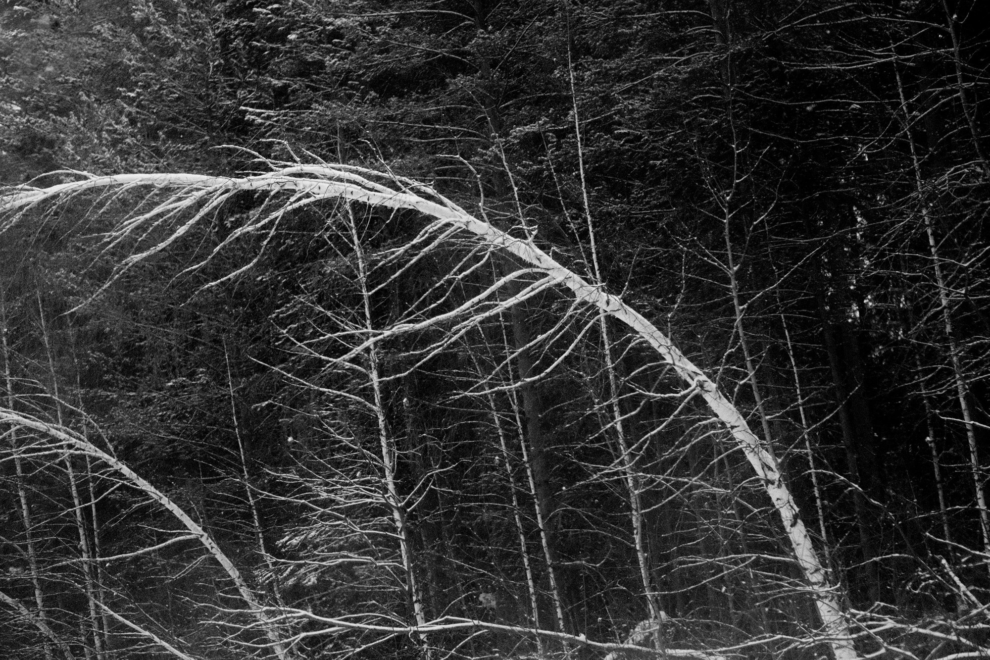 Деревья / Trees (2022-2025). Фотография Alexander Palkin