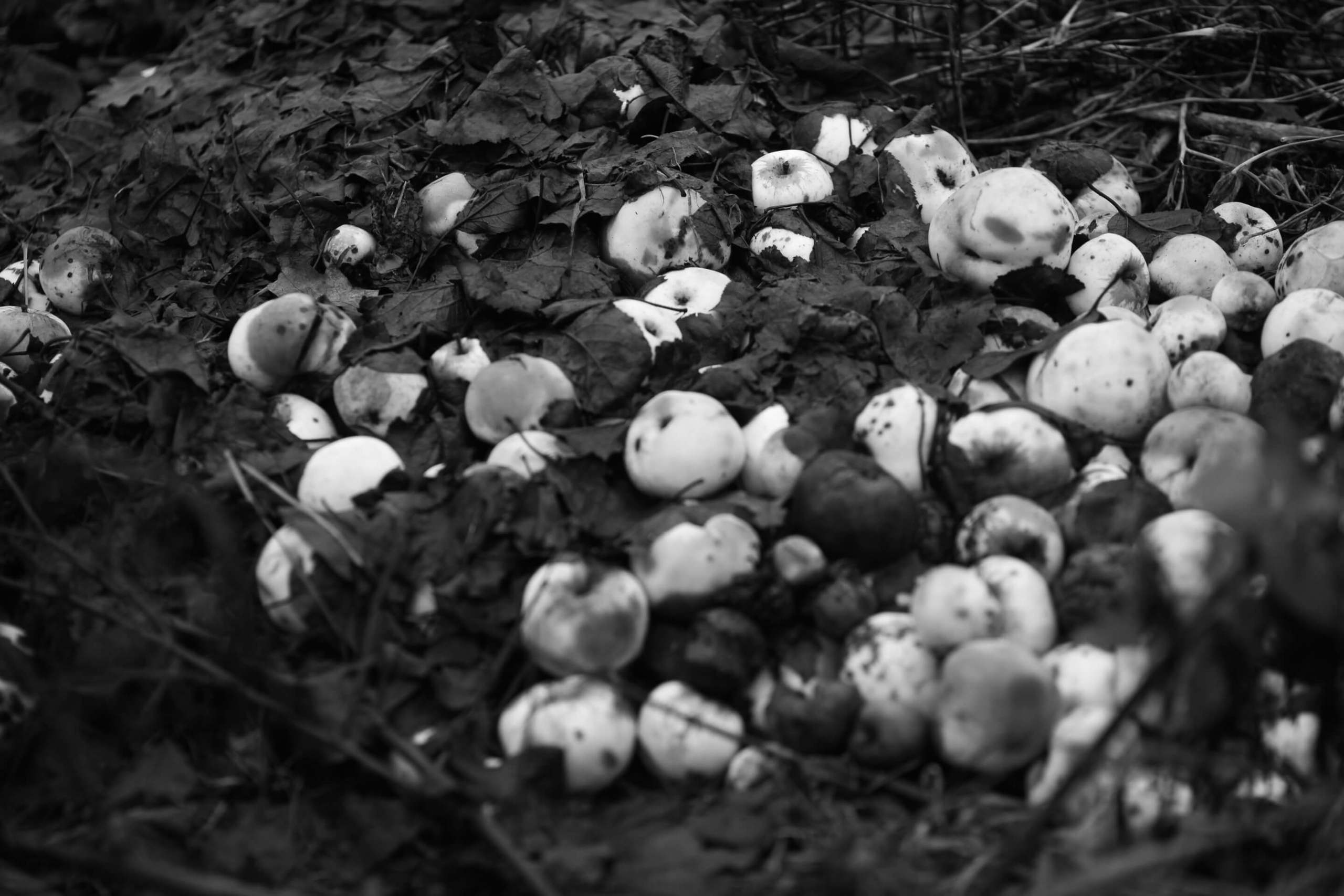 Бужение земли. Xenia Ryabova