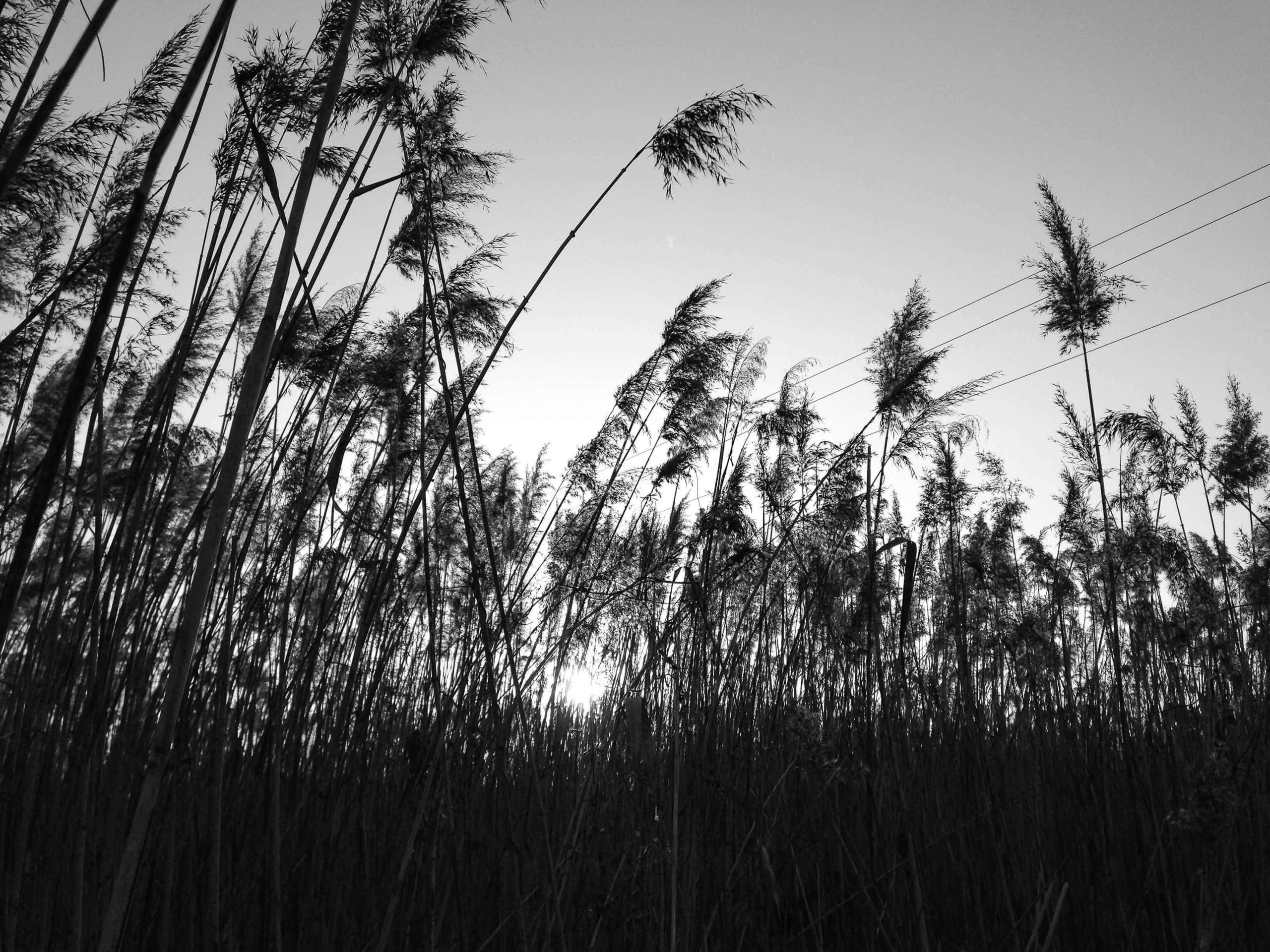 Бужение земли. Xenia Ryabova