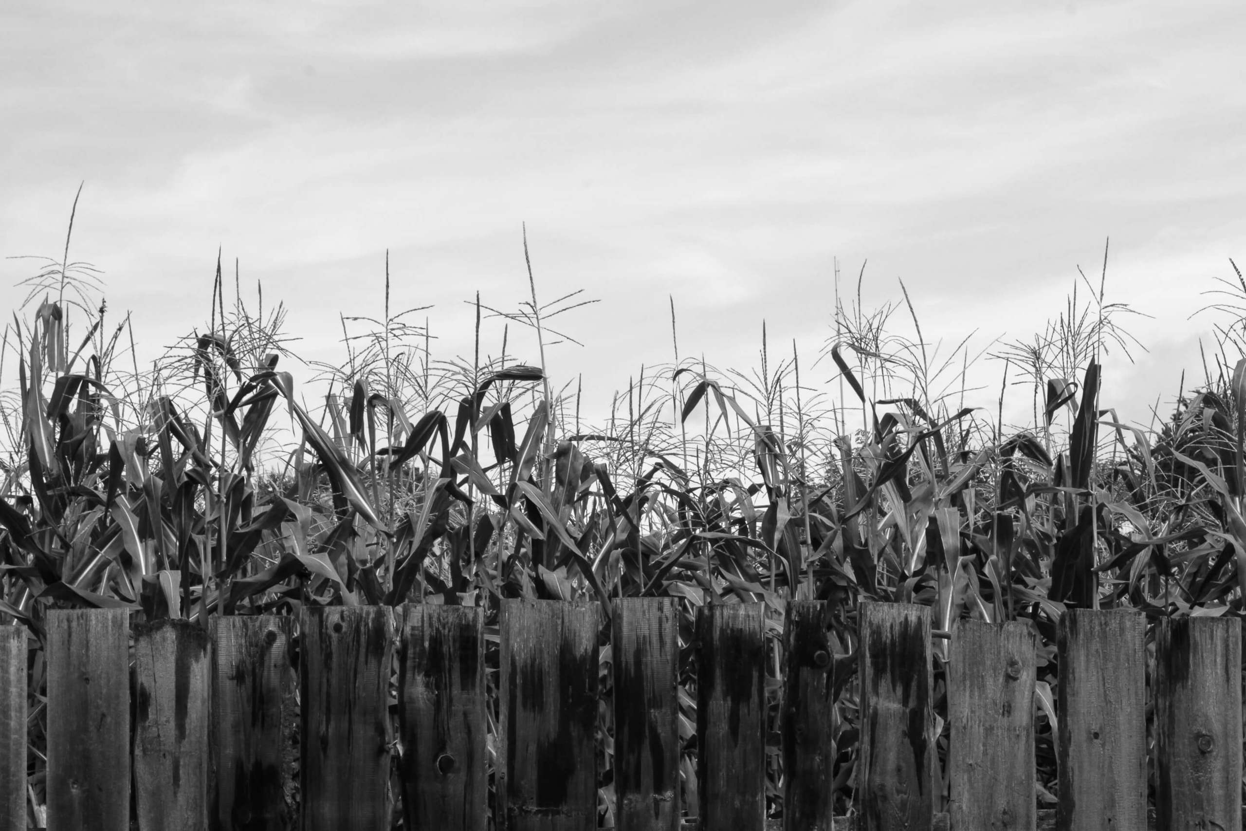 Бужение земли. Xenia Ryabova