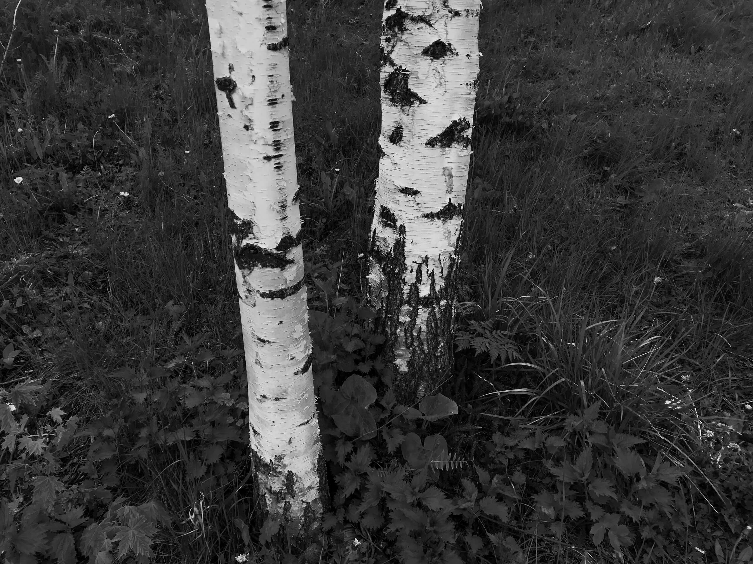 Бужение земли. Xenia Ryabova