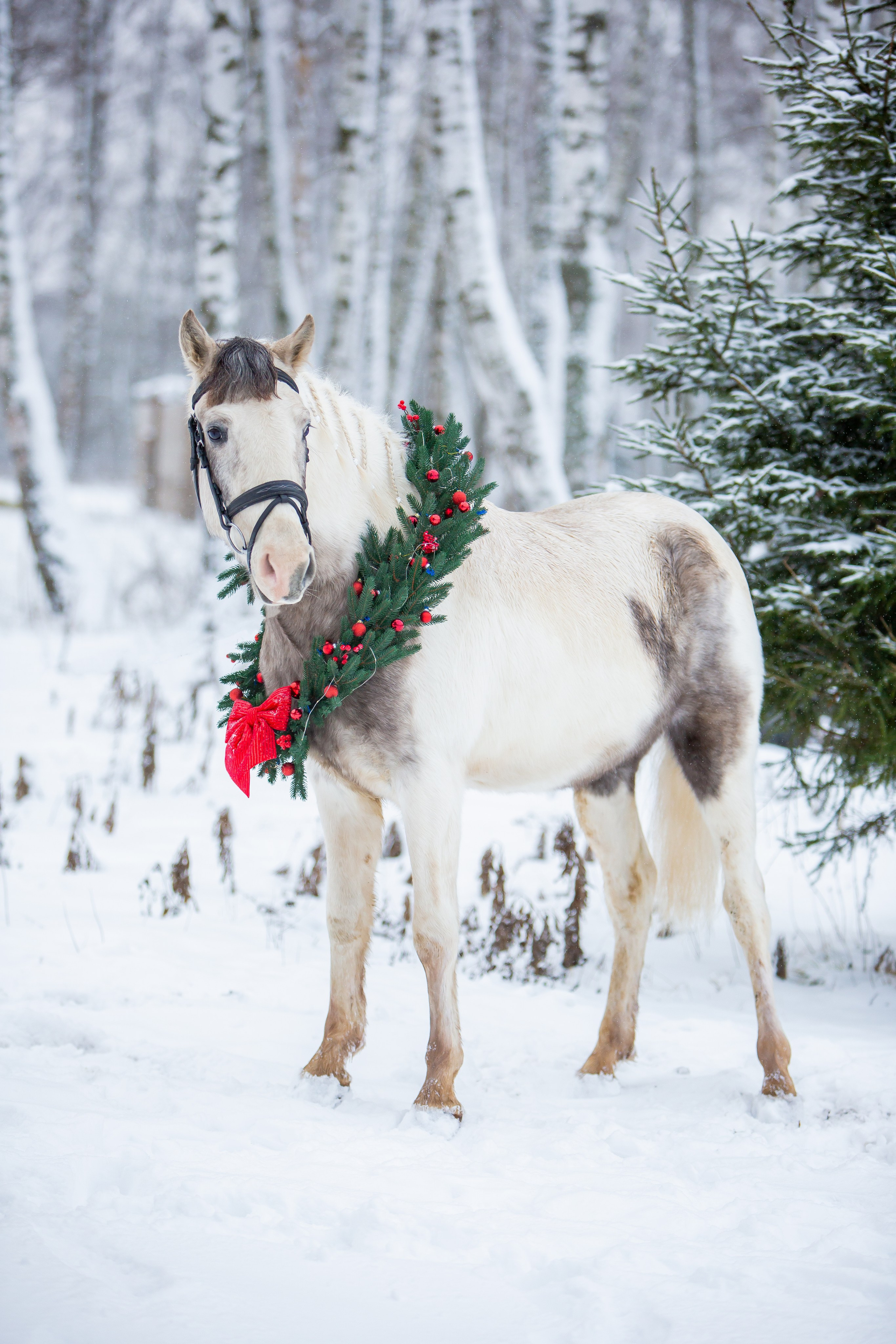 Виктория и Джуни новогодняя фотосессия. Конный фотограф Юлия Дроздова