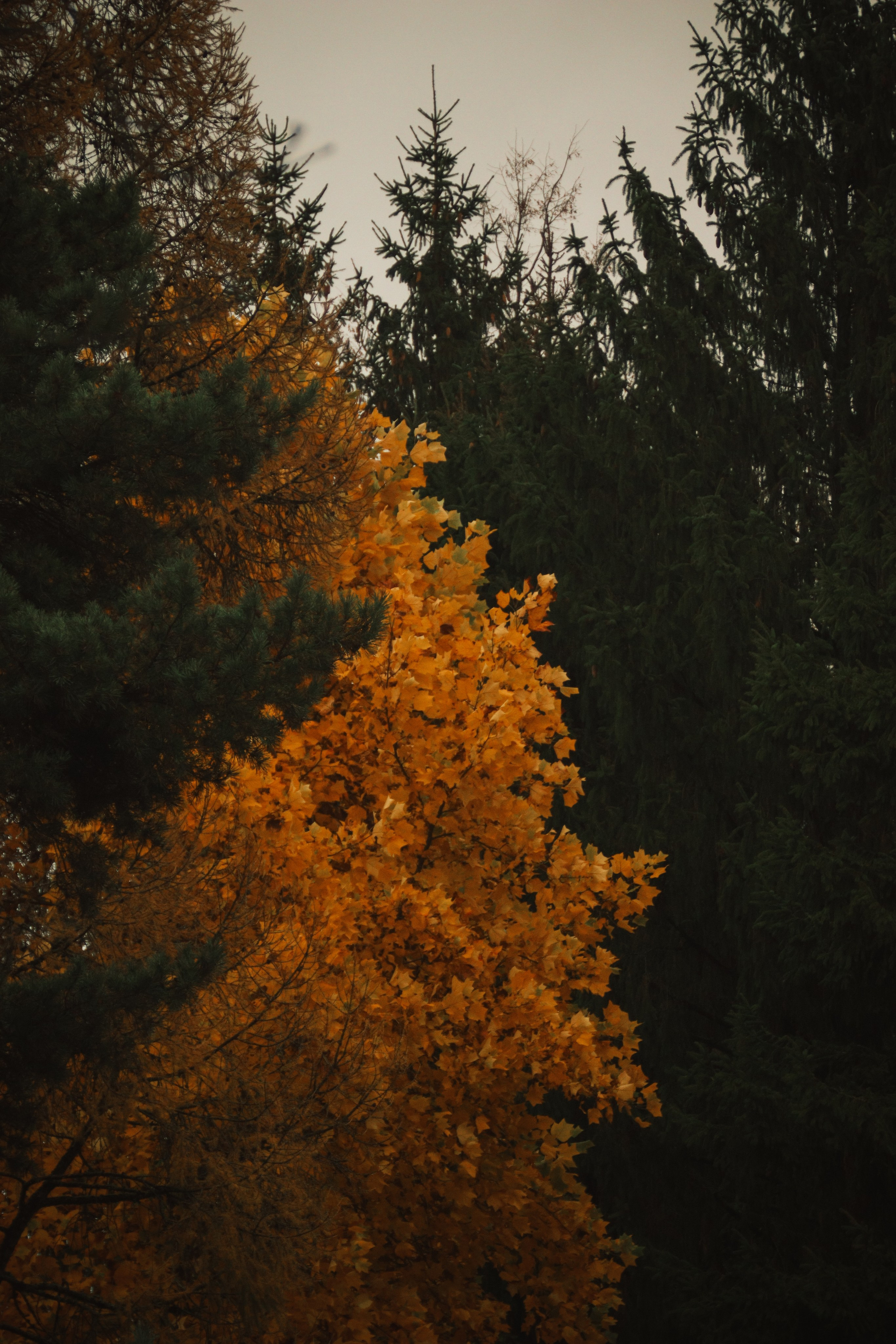 Ж Е Л Т Ы Й. — Digital Noise —