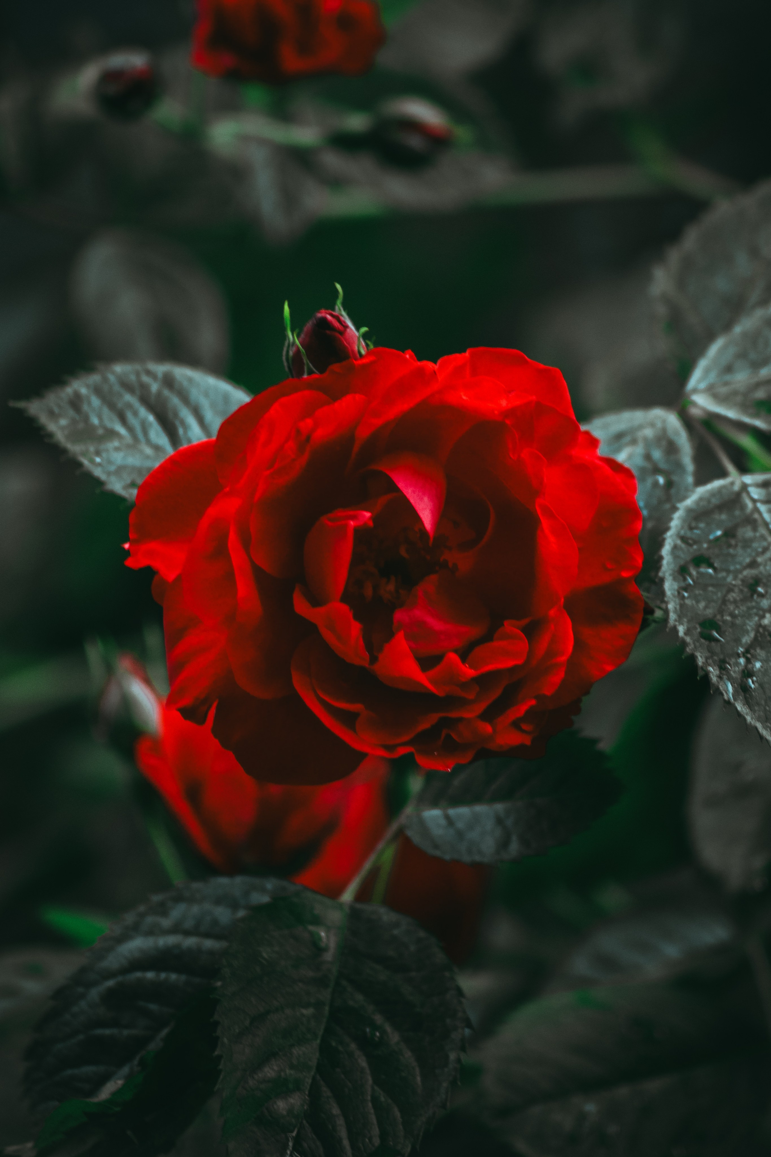 Р А С Т Е Н И Я. — Digital Noise —