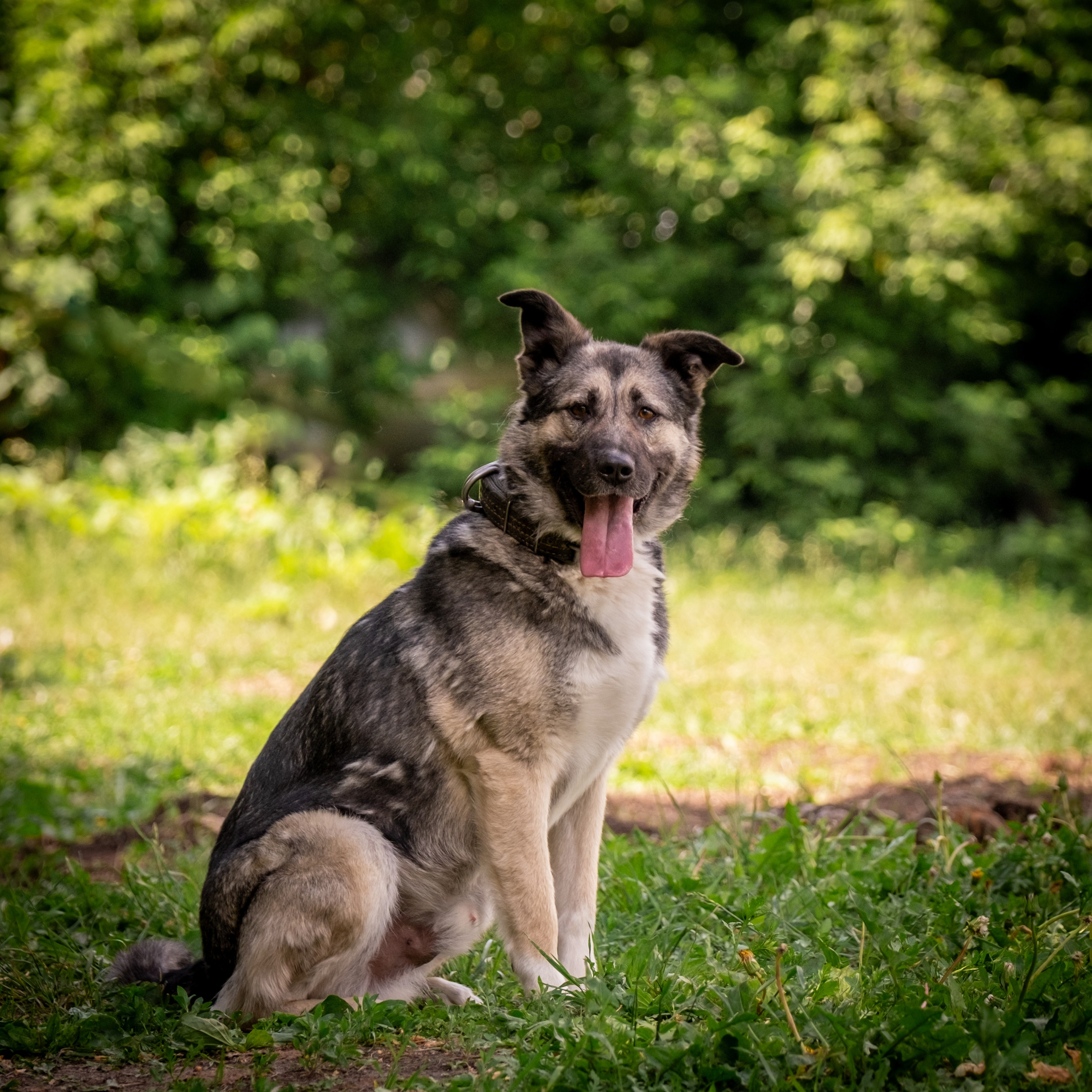 Приют Бирюлёво — для Надежды!. Зоофотограф, фотограф животных в Москве и области Дина Дамоцева