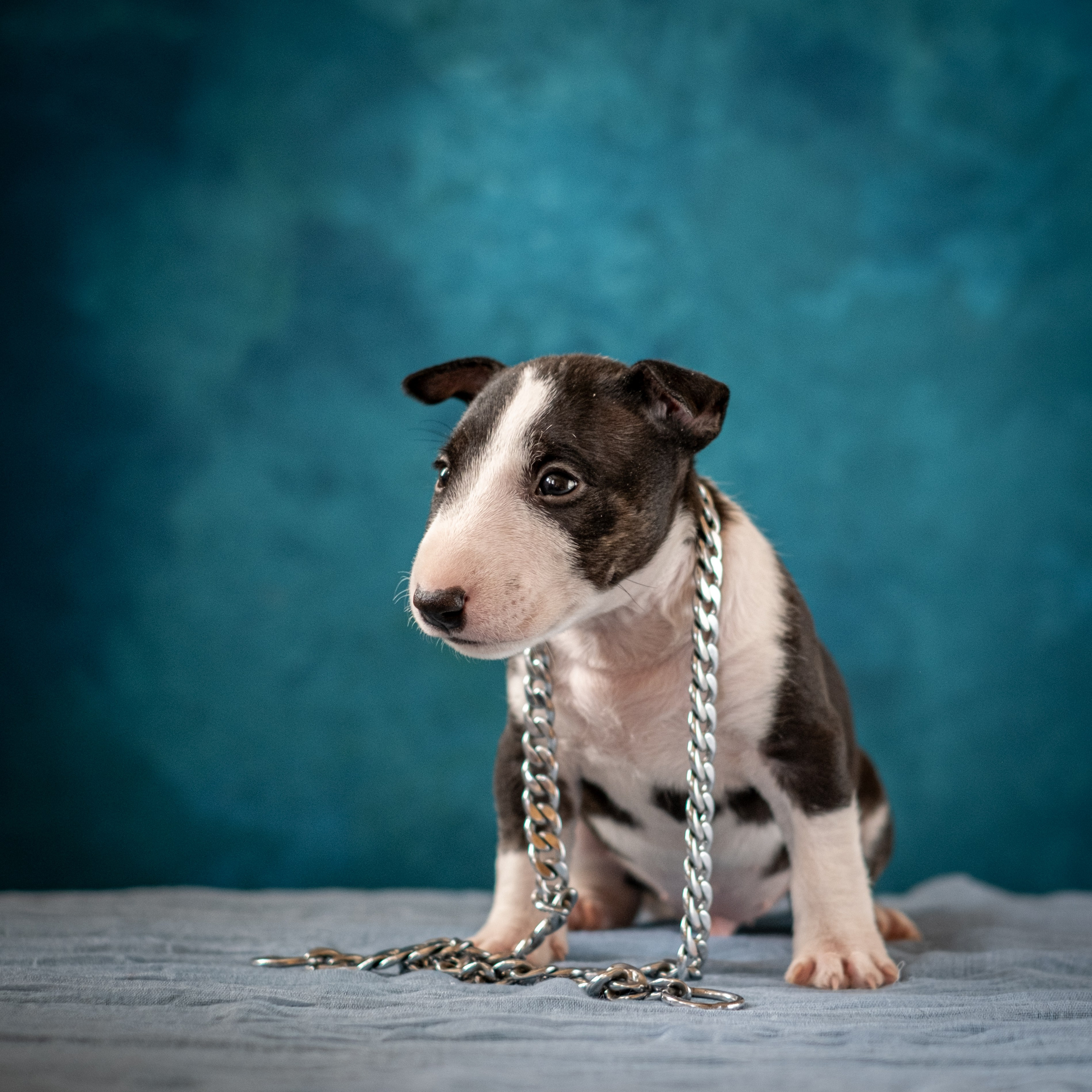 Сладкие булочки (МБТ — миниатюрный бультерьер) для Ильи). Зоофотограф, фотограф животных в Москве и области Дина Дамоцева