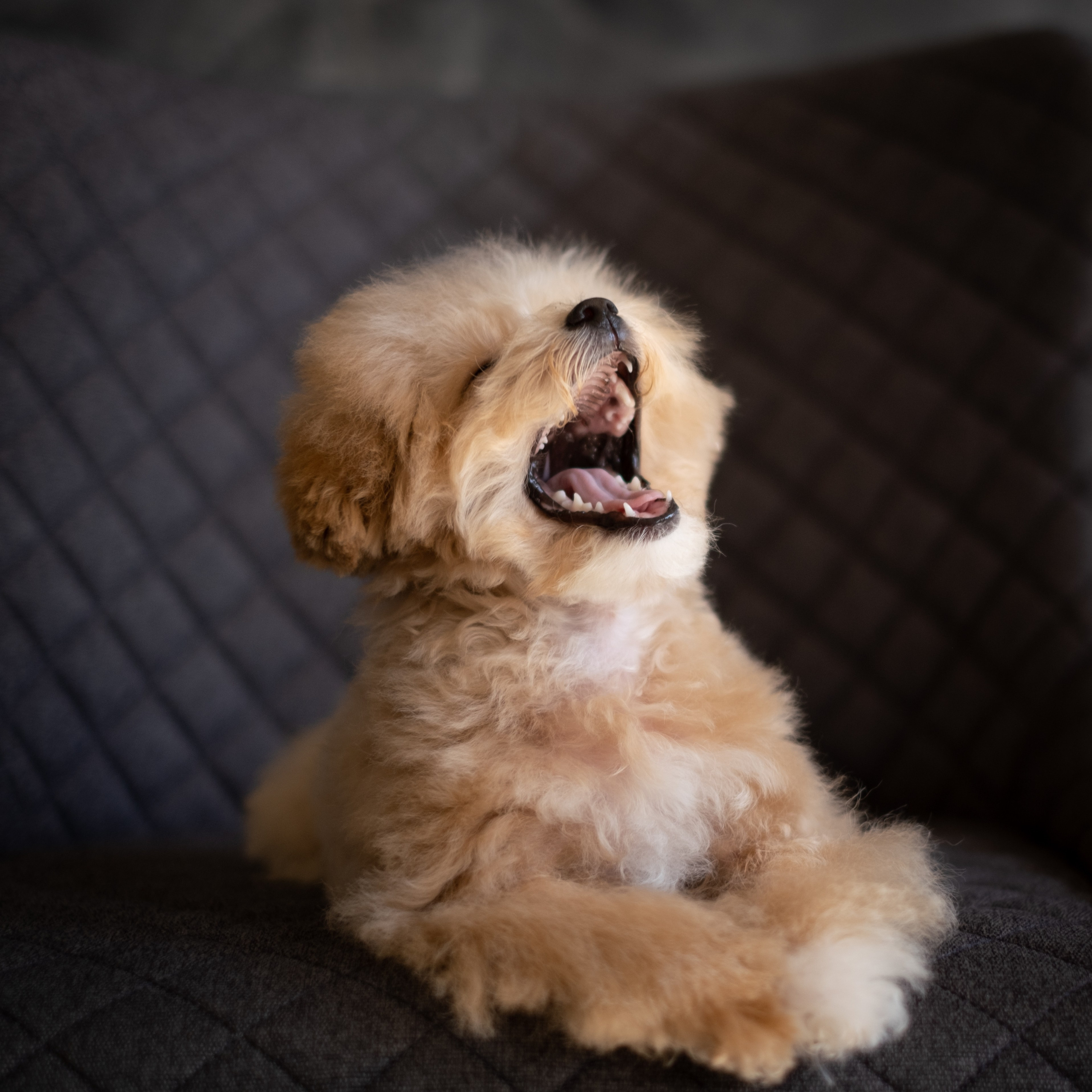 Весёлые пудель и мальтипу для Романа!. Зоофотограф, фотограф животных в Москве и области Дина Дамоцева