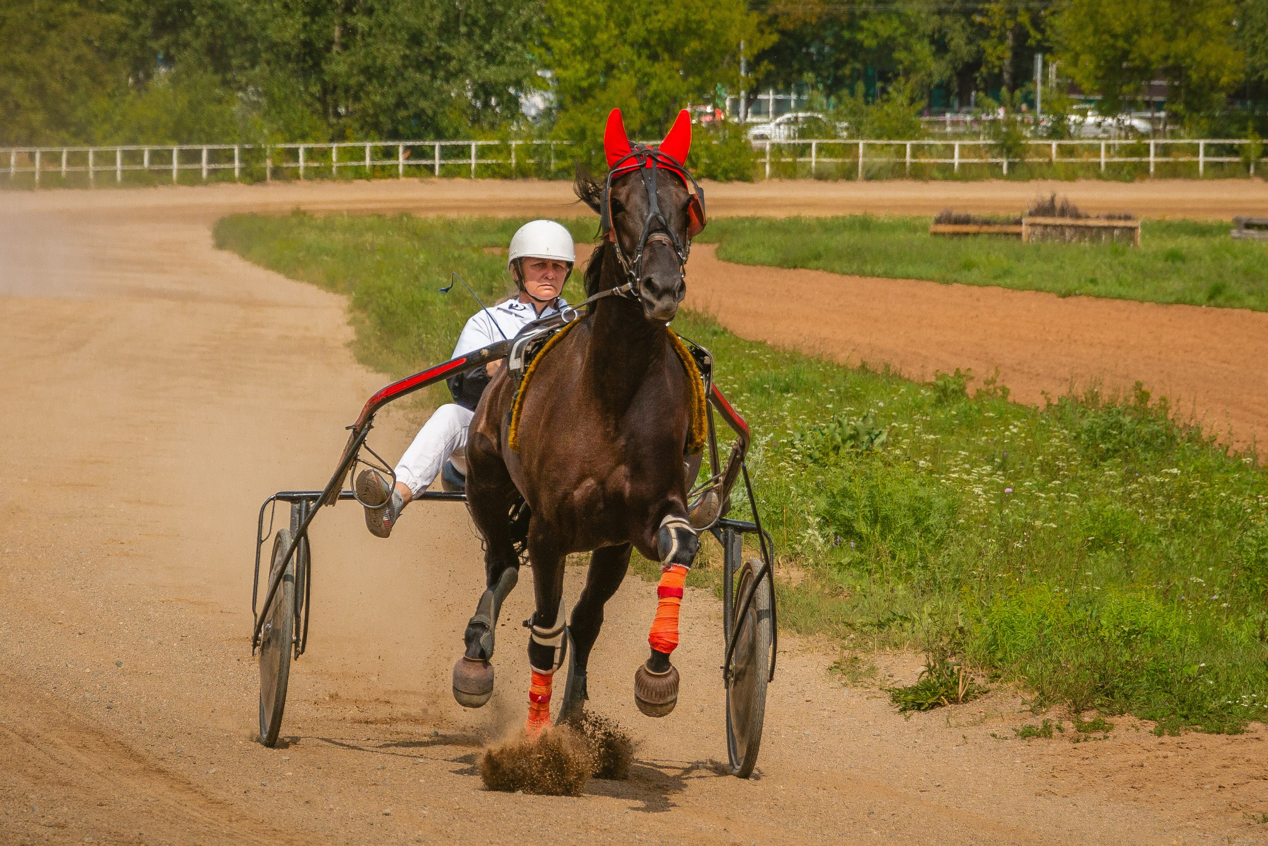 Лошадка. Лошадь. Ижевский ипподром. Рысистые бега