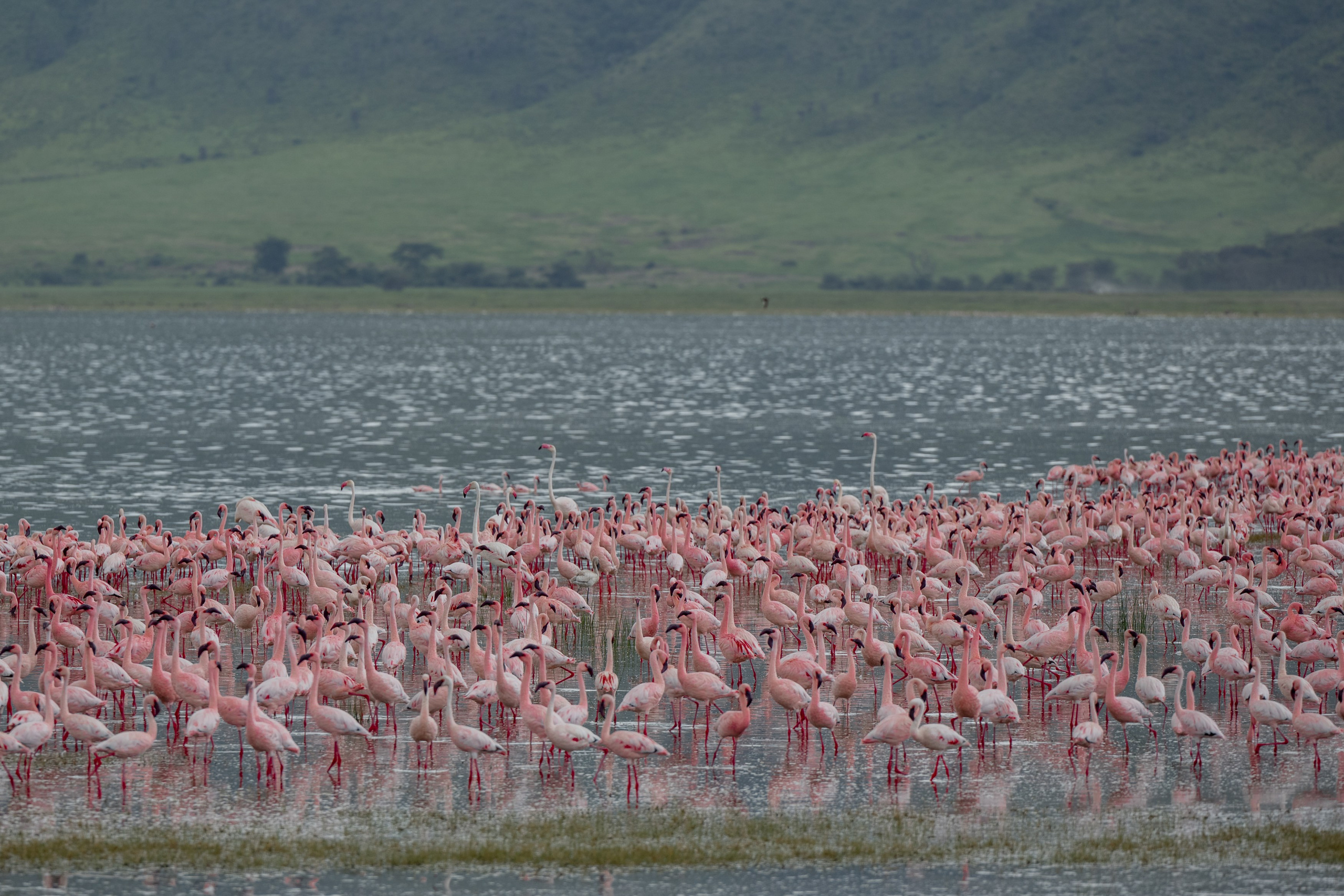 Не собаки. -
