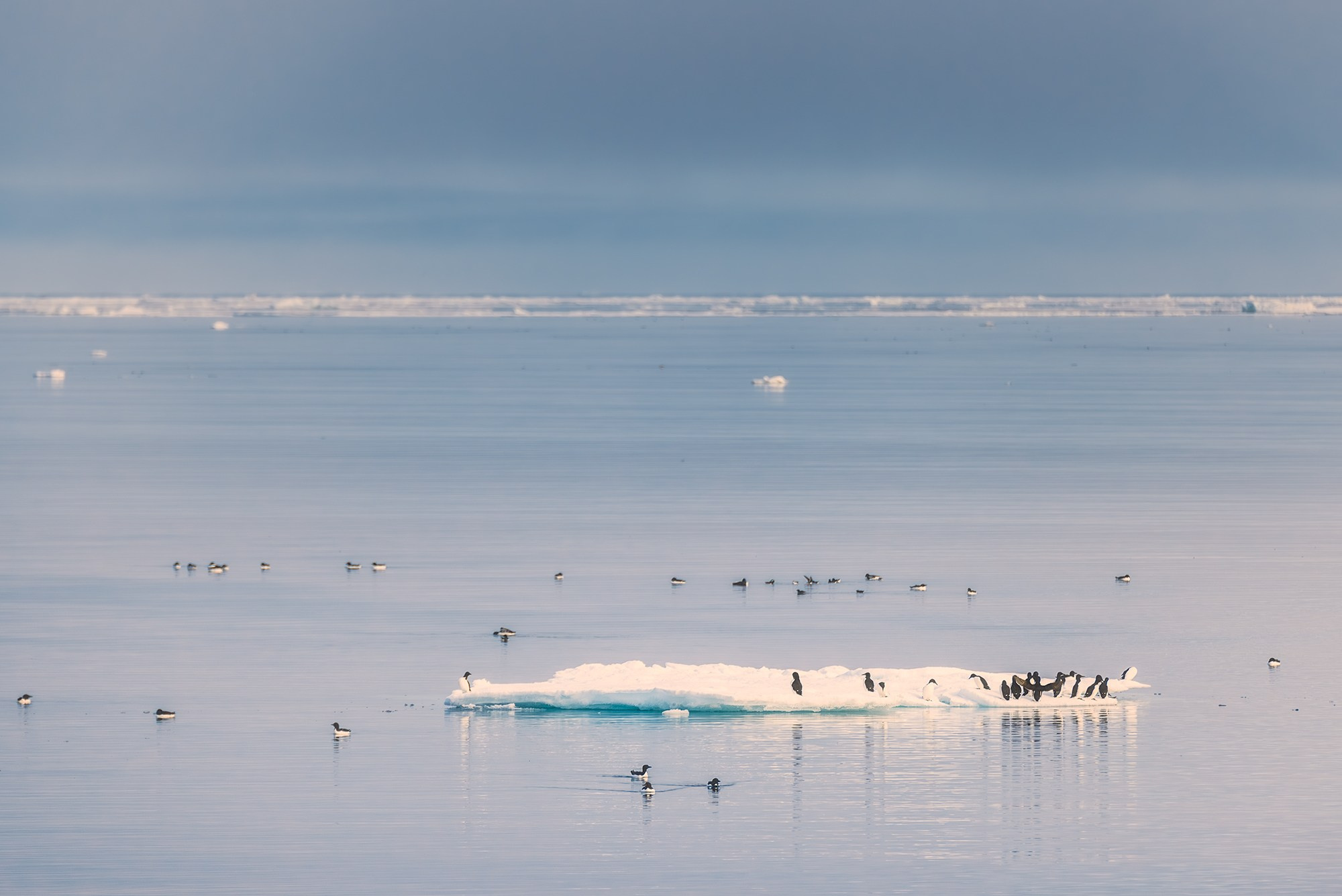 Арктика. Аэросъемка в Архангельске, Александр Ермолин