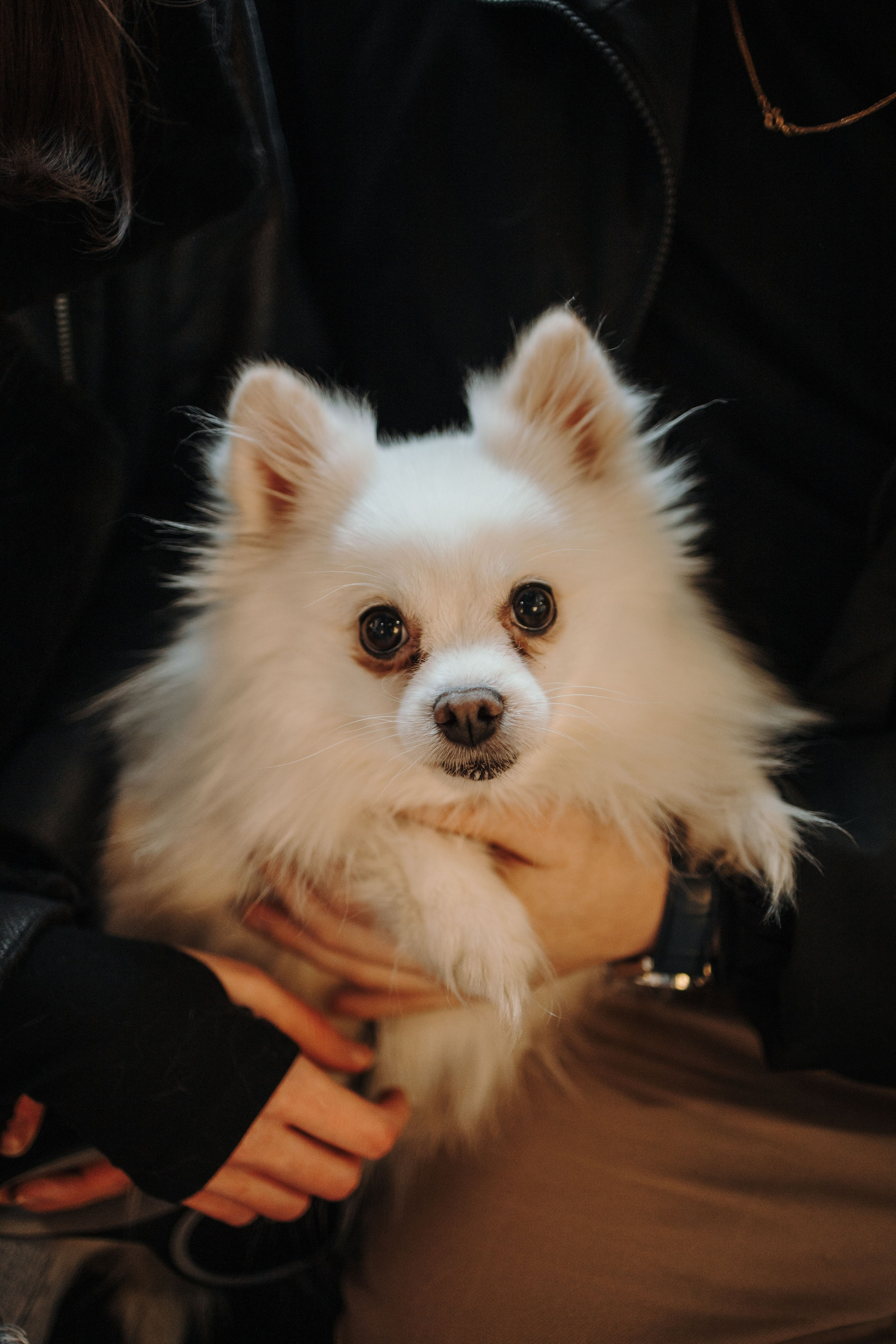 Шпиц Мася и ее семья