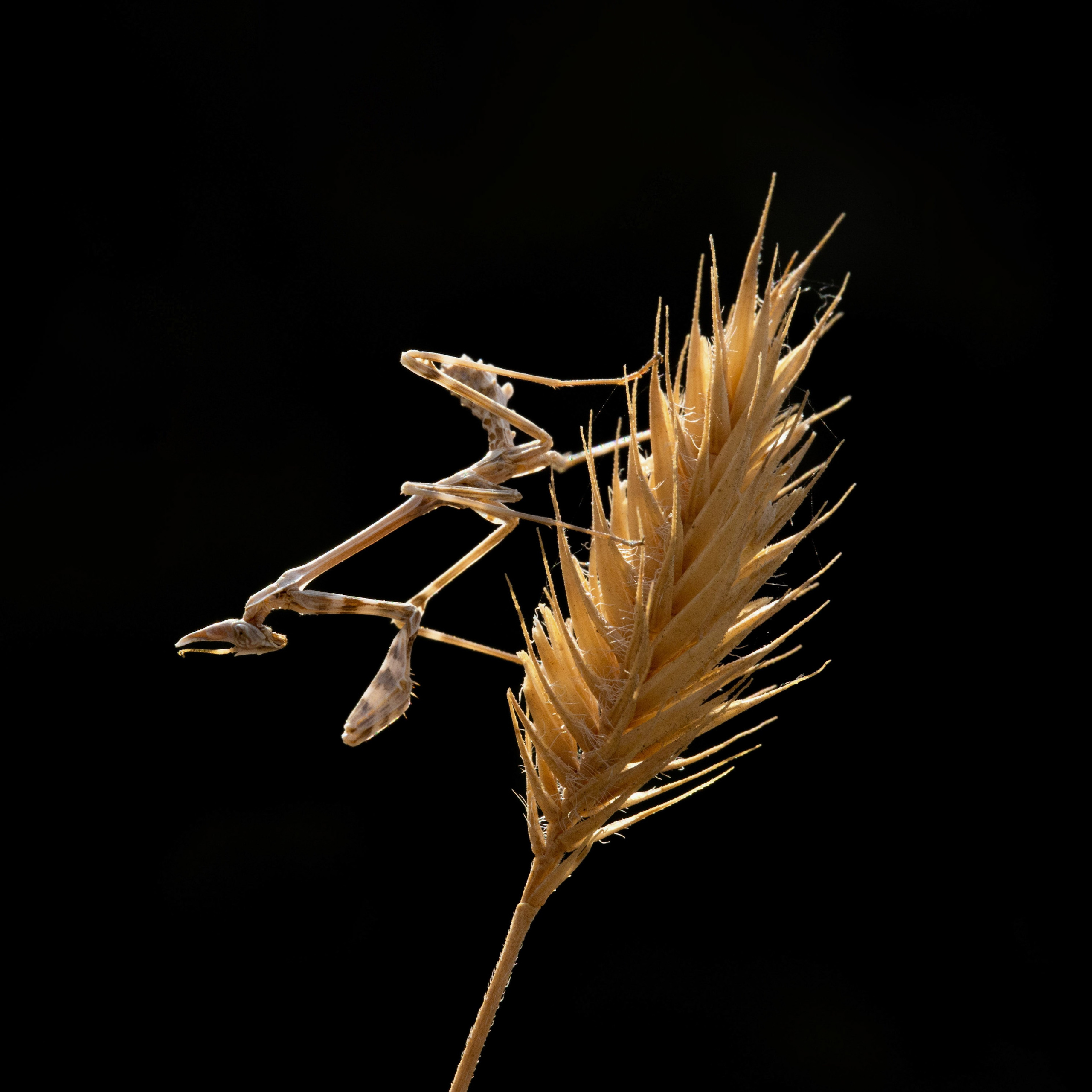 Природа. Глеб Захаренко — спортивный и репортажный фотограф в Крыму