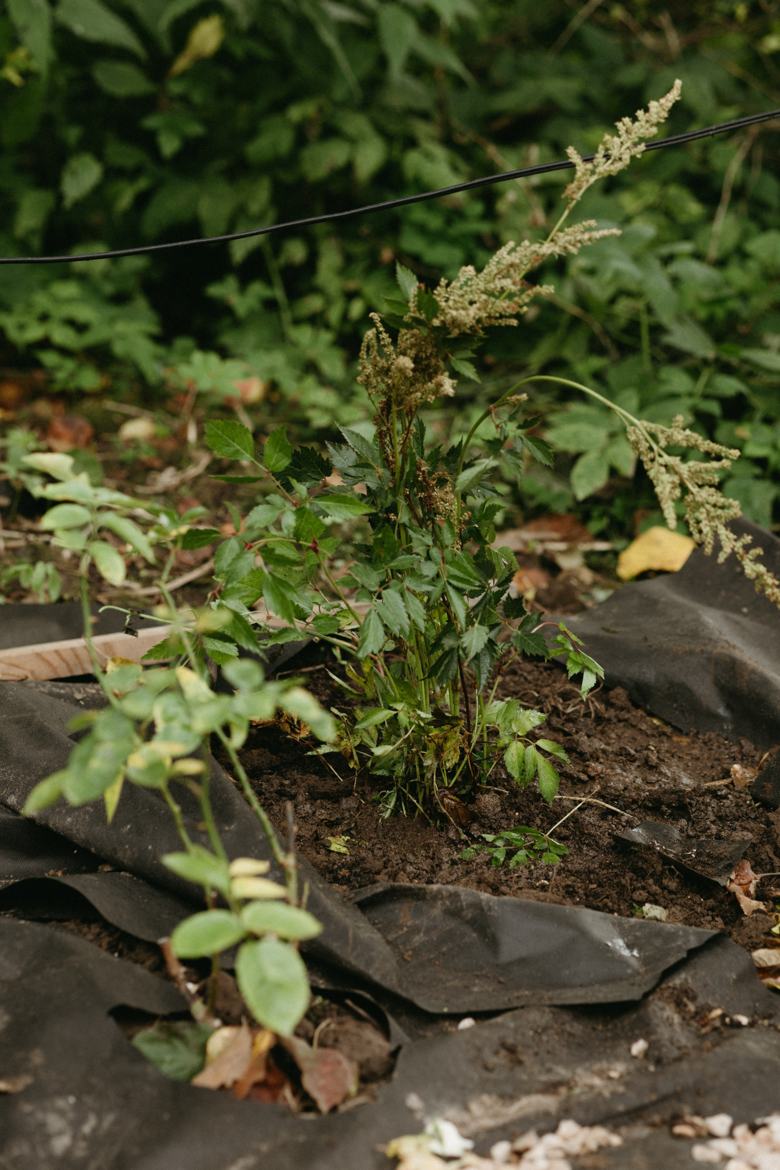 Дача. Про любовь
