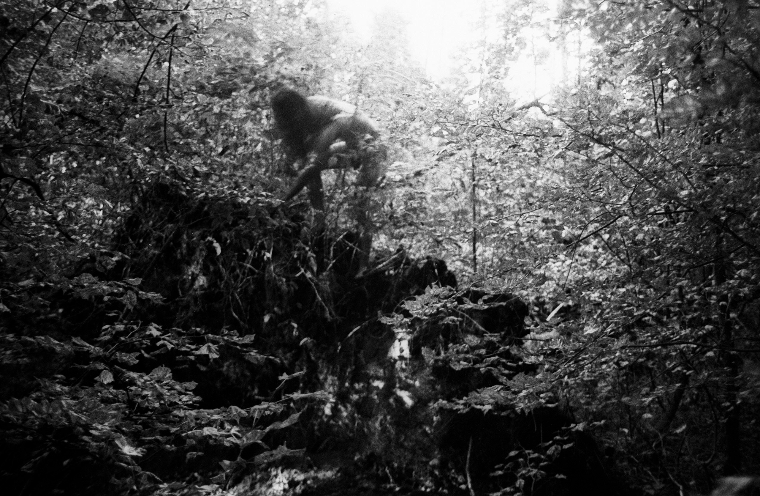 Лесная серия. Kirill Gribov