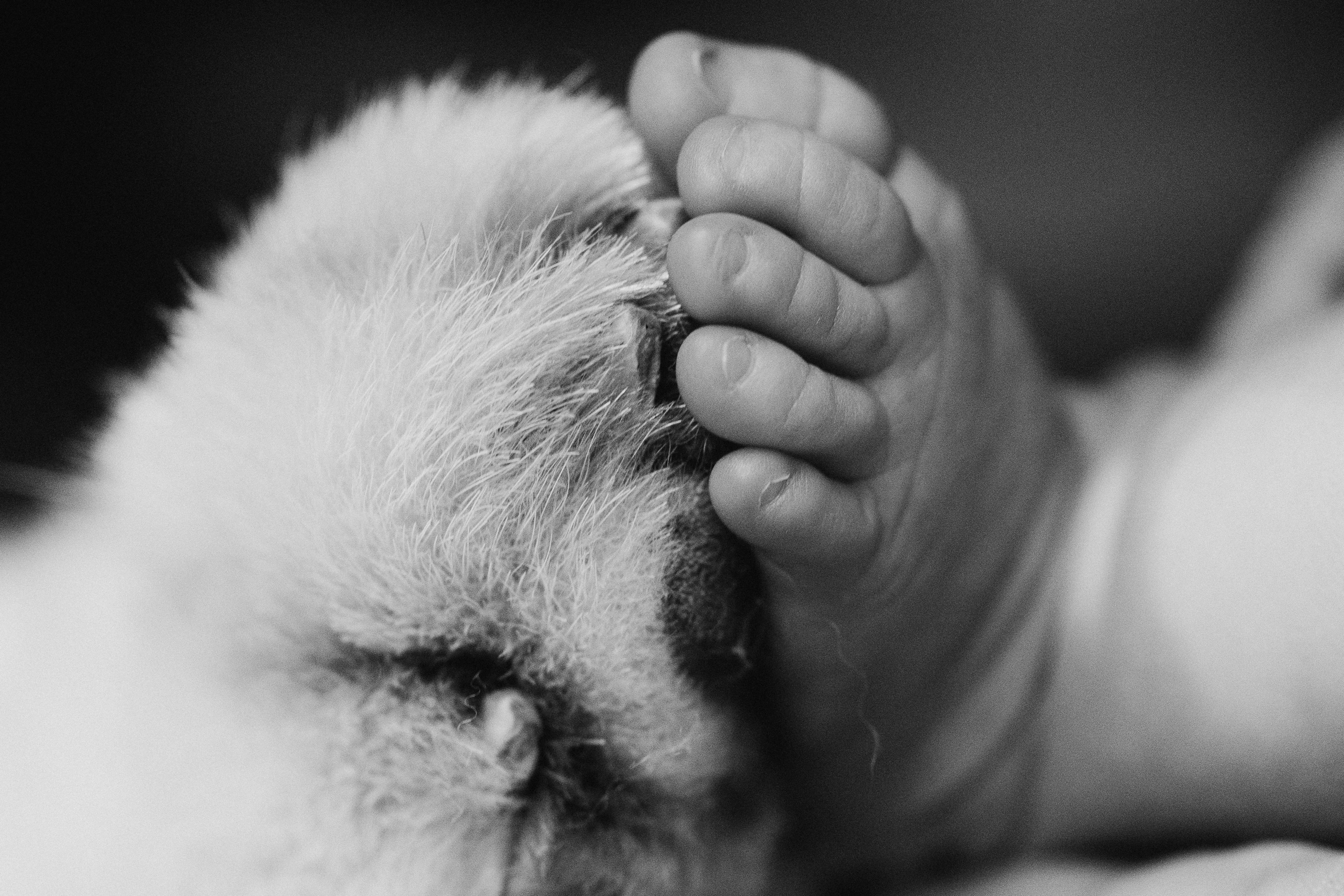 Василиса. Евгения Пелипас