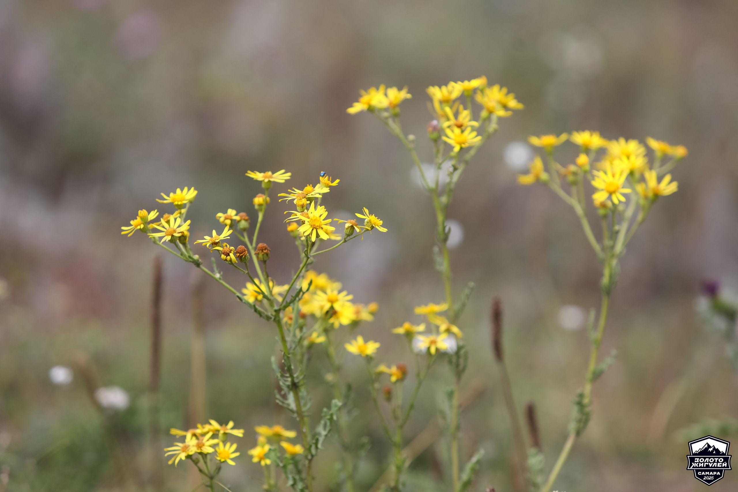 Кубок России по гонкам с водными препятствиями на квадроциклах «Золото Жигулей 2025». Спортивный фотограф в Самаре