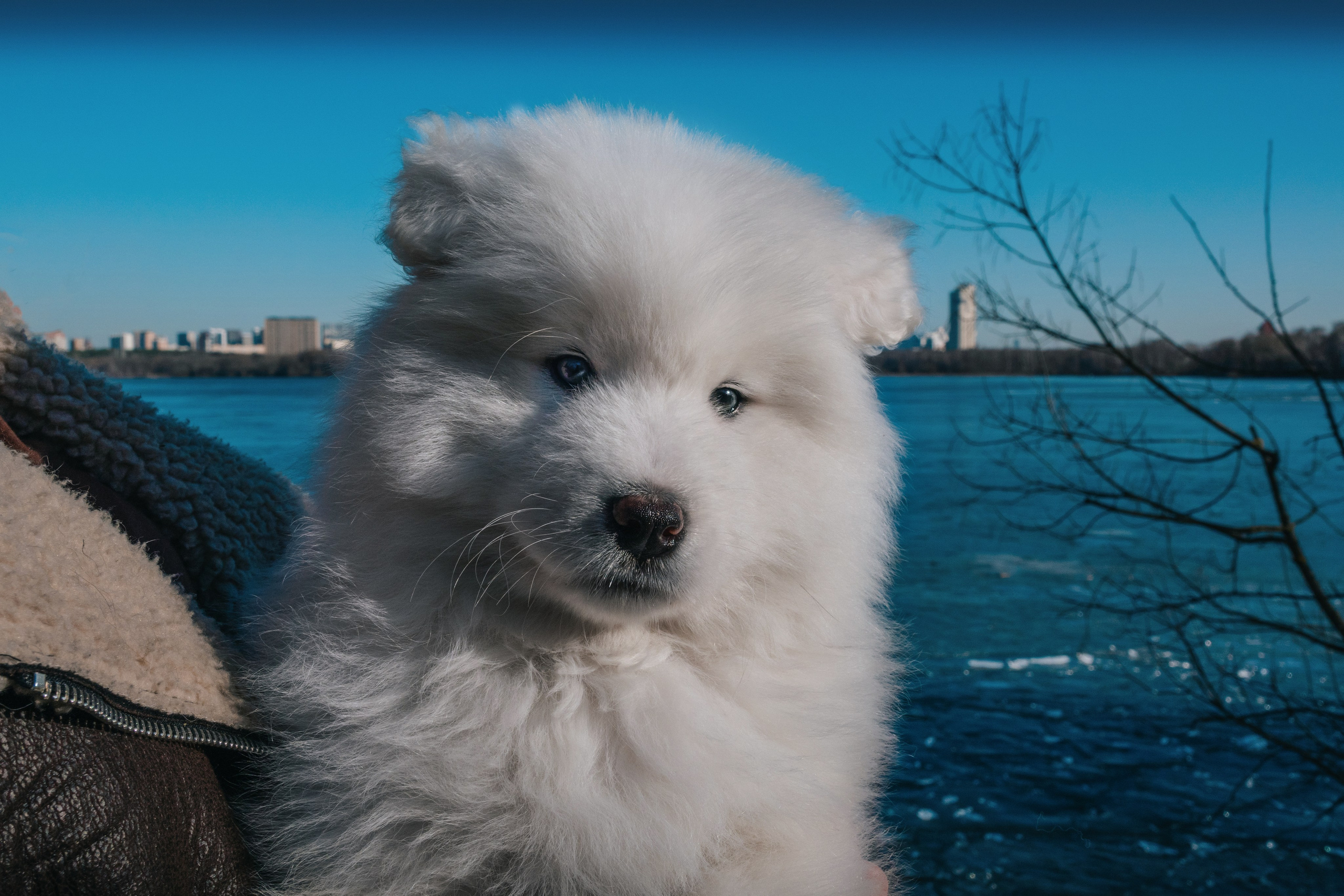 Очаровательный малыш Балу. Фотограф-анималист в Москве Юлия Лайхо
