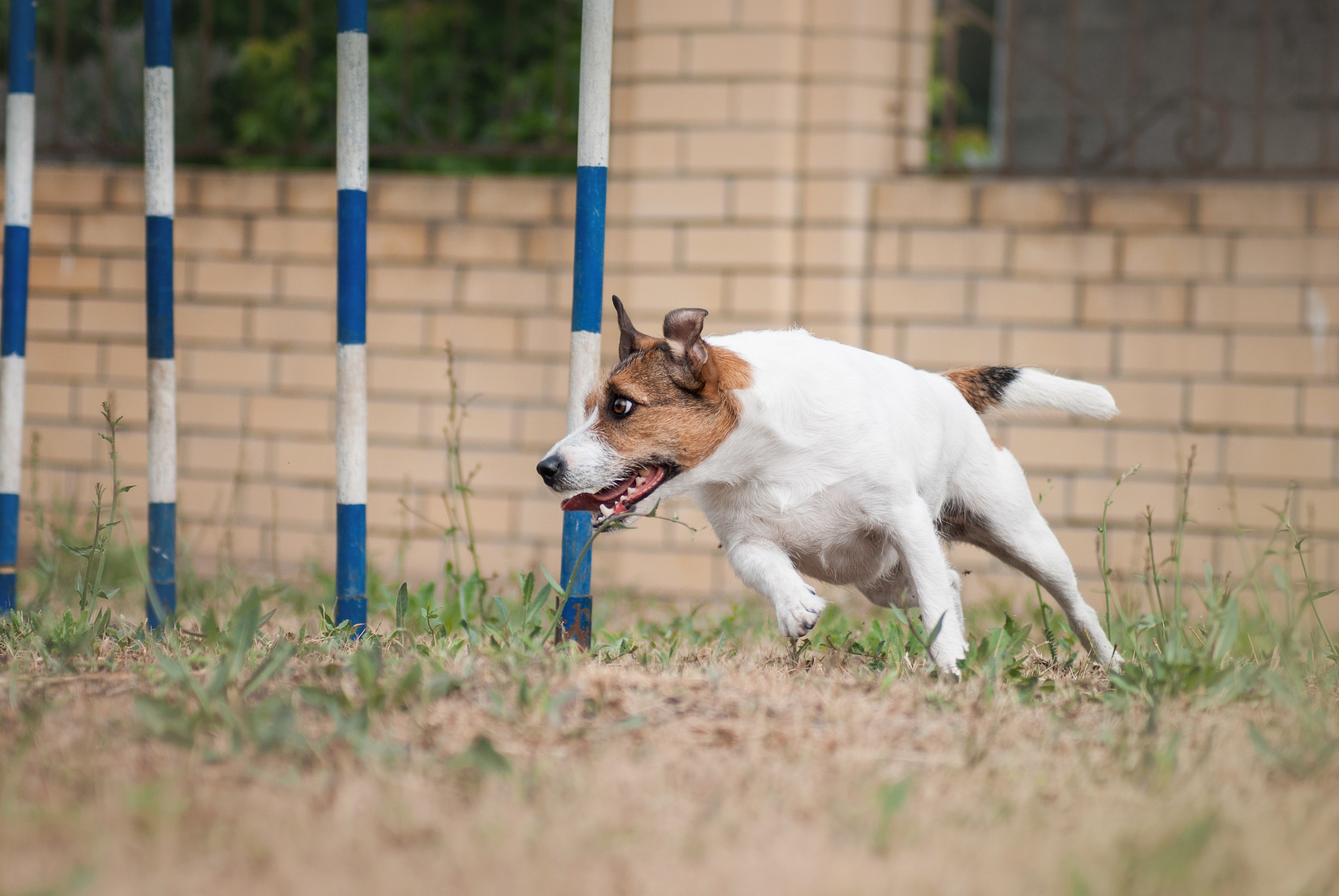 Аджилити. Фотограф в Тюмени Лизавета Сапицкая