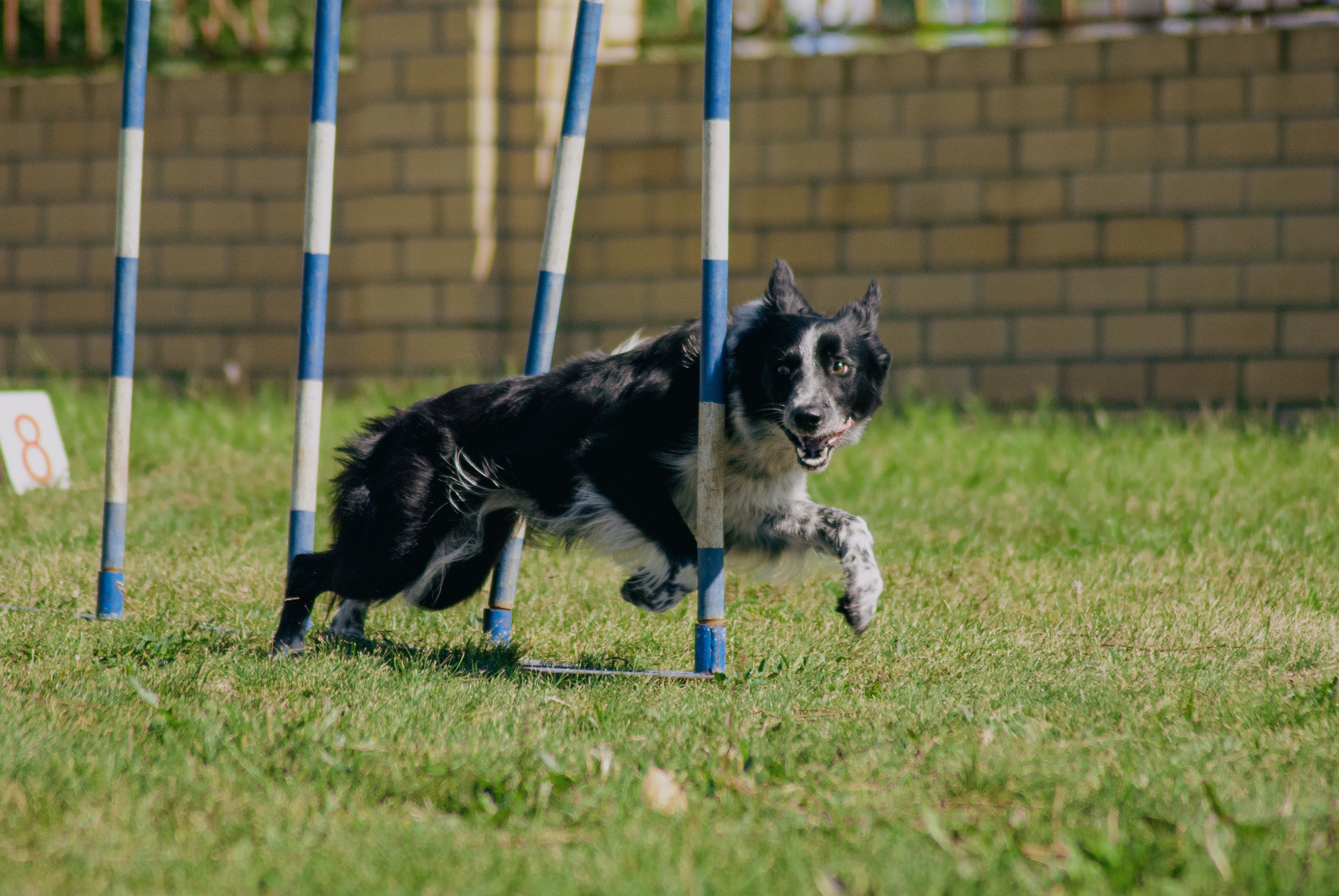 Аджилити. Фотограф в Тюмени Лизавета Сапицкая