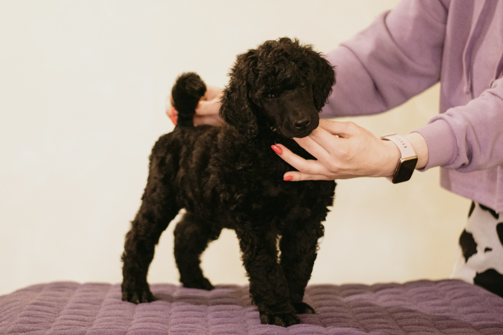 Щенки пуделя. Фотограф в Тюмени Лизавета Сапицкая