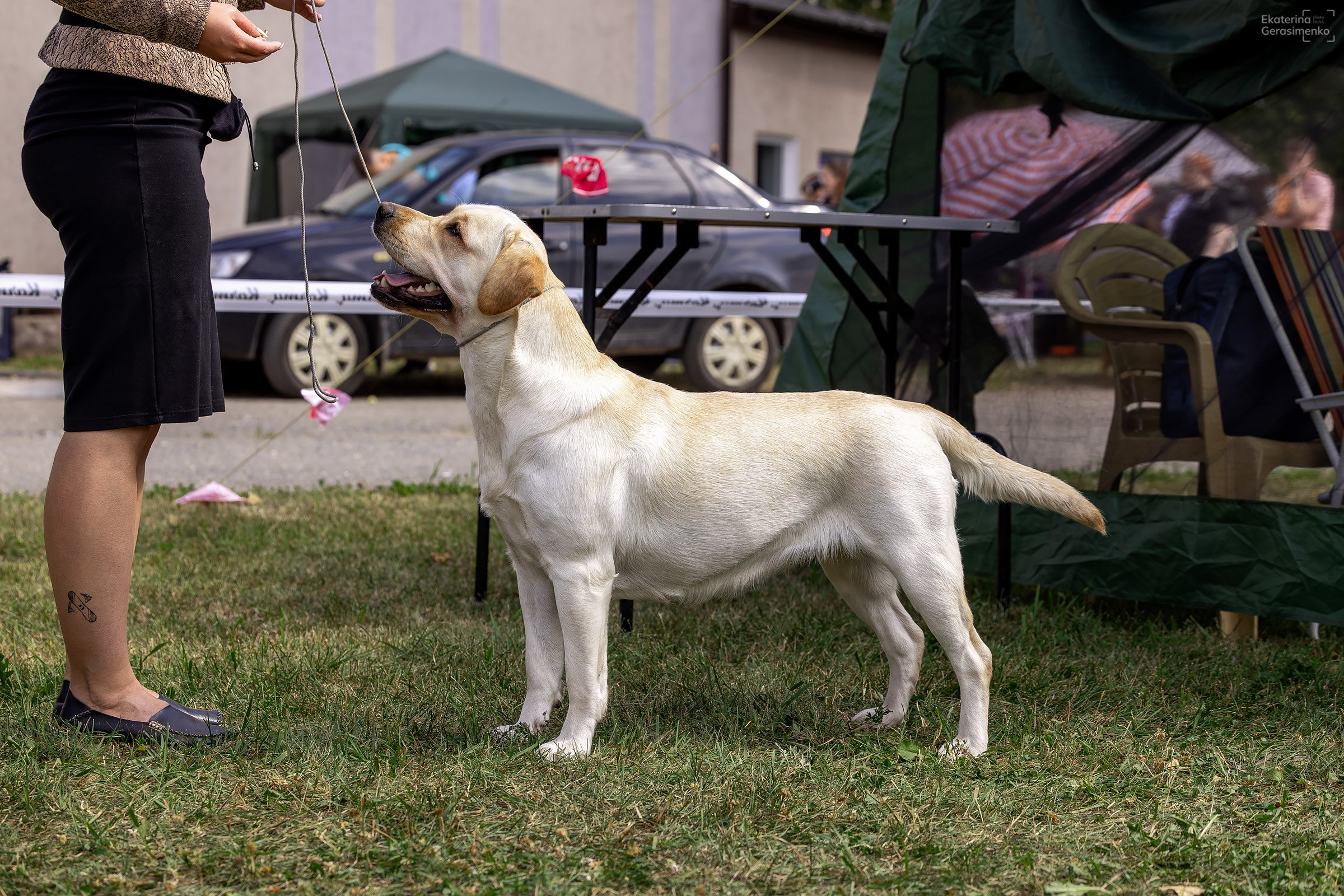 2–3 августа 2025, Выставка РКФ, г. Пермь. Htykk_photo
