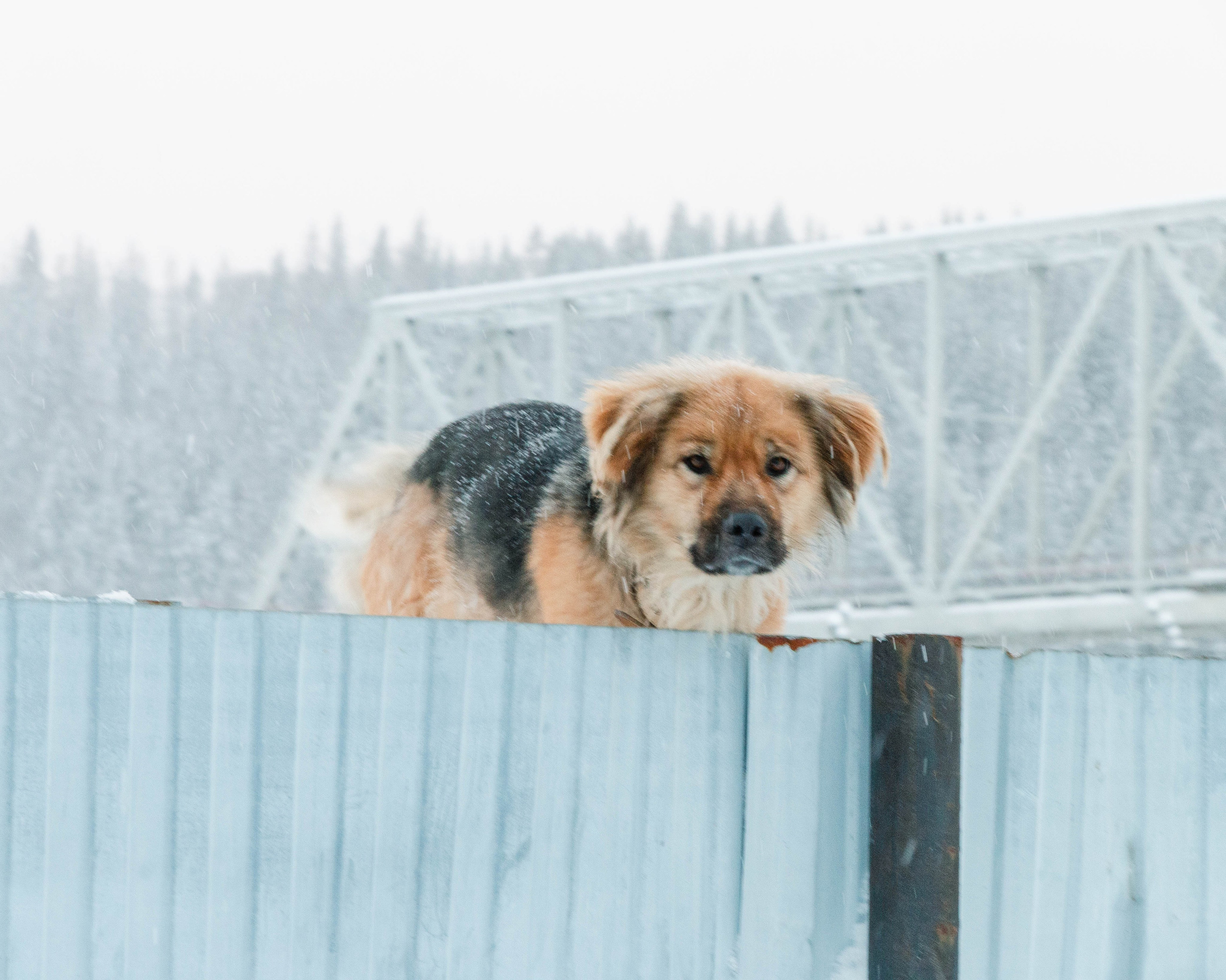 Посёлок Усьва. Собака на заборе. Зима