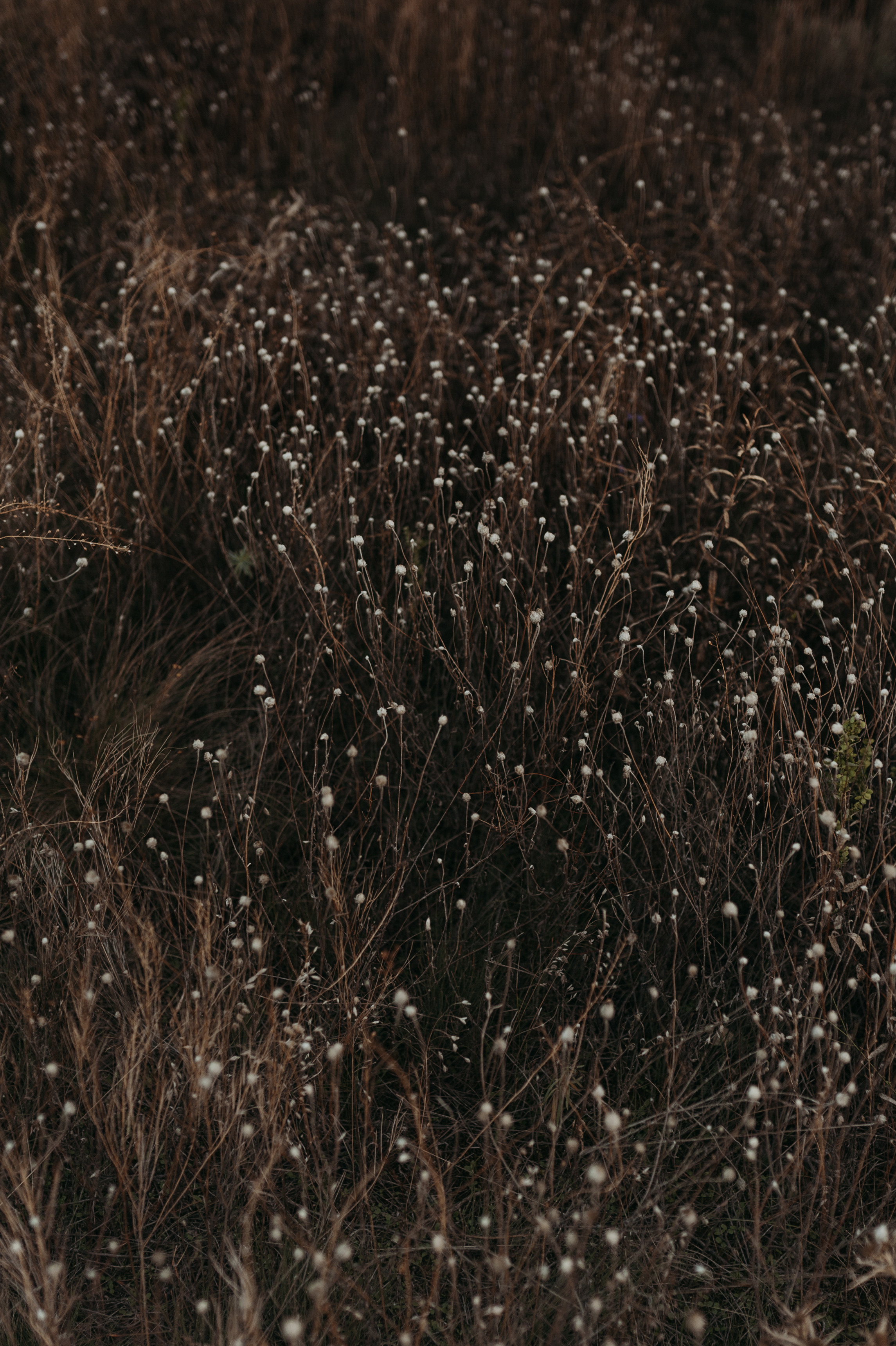 Анна. Www.ostermiller.ru