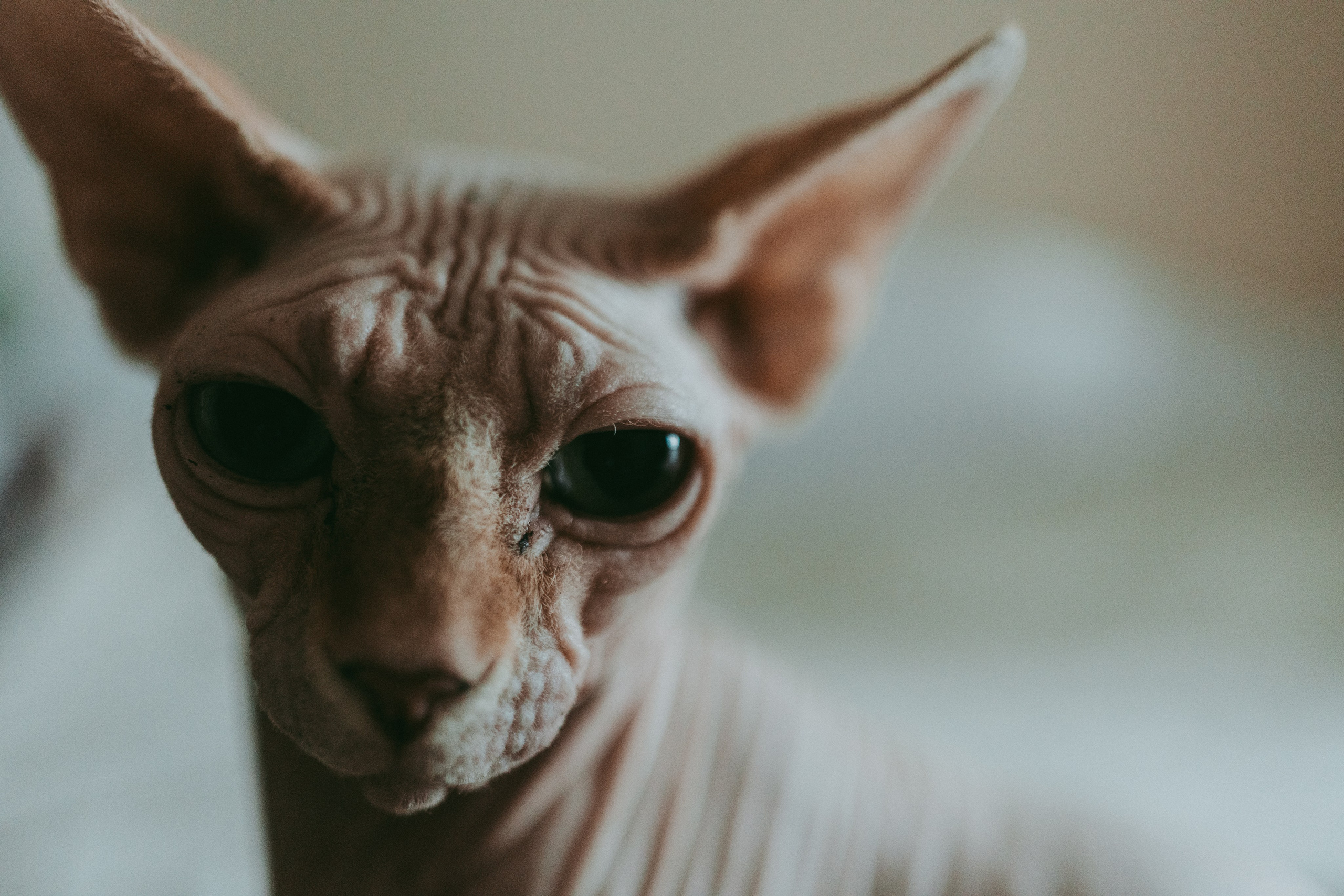 Маша и ее семья. Семейный фотограф в Москве и Подмосковье Иванова Нина