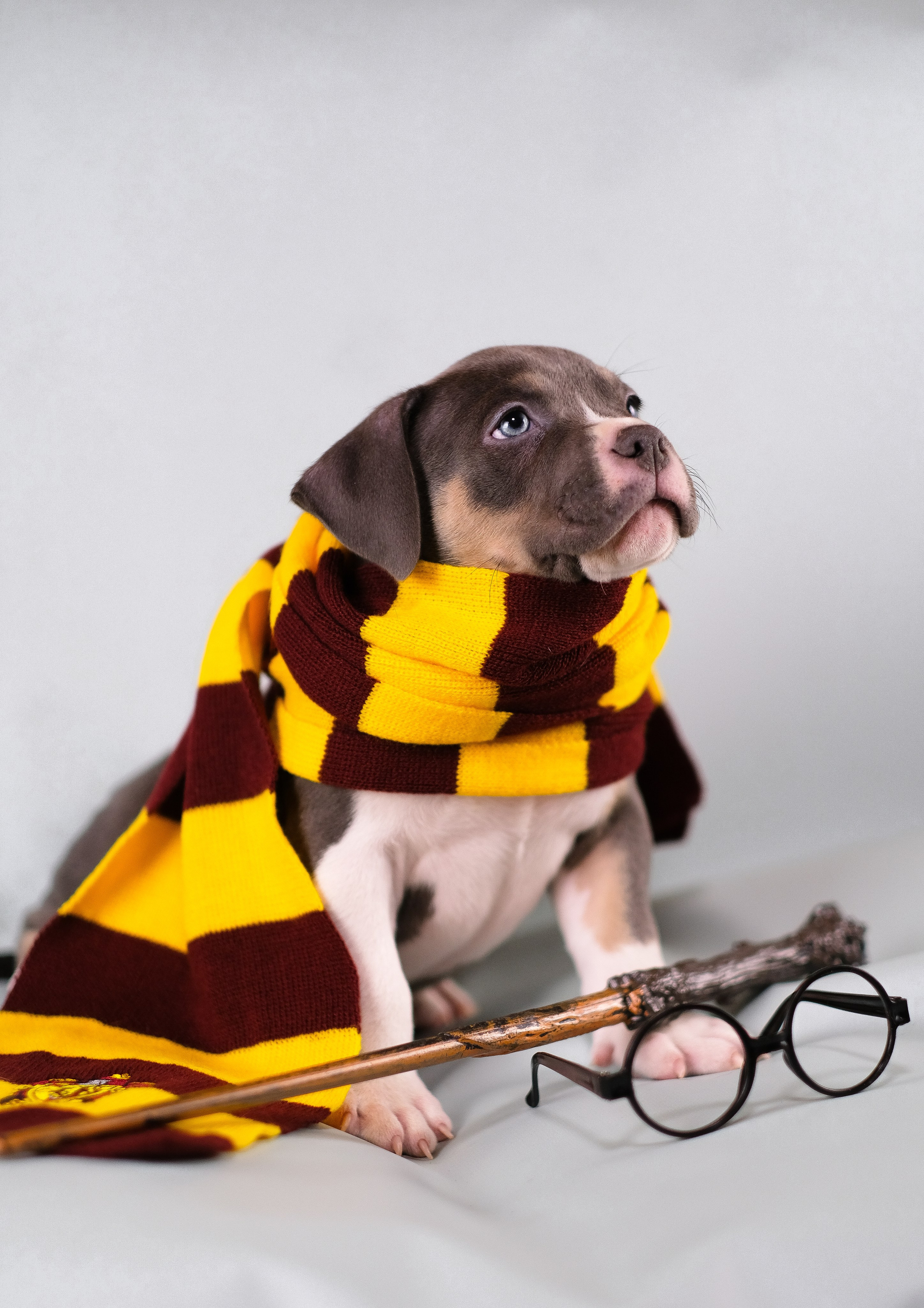 Американский Булли. Фотограф и видеограф анималист Аганина Дарья