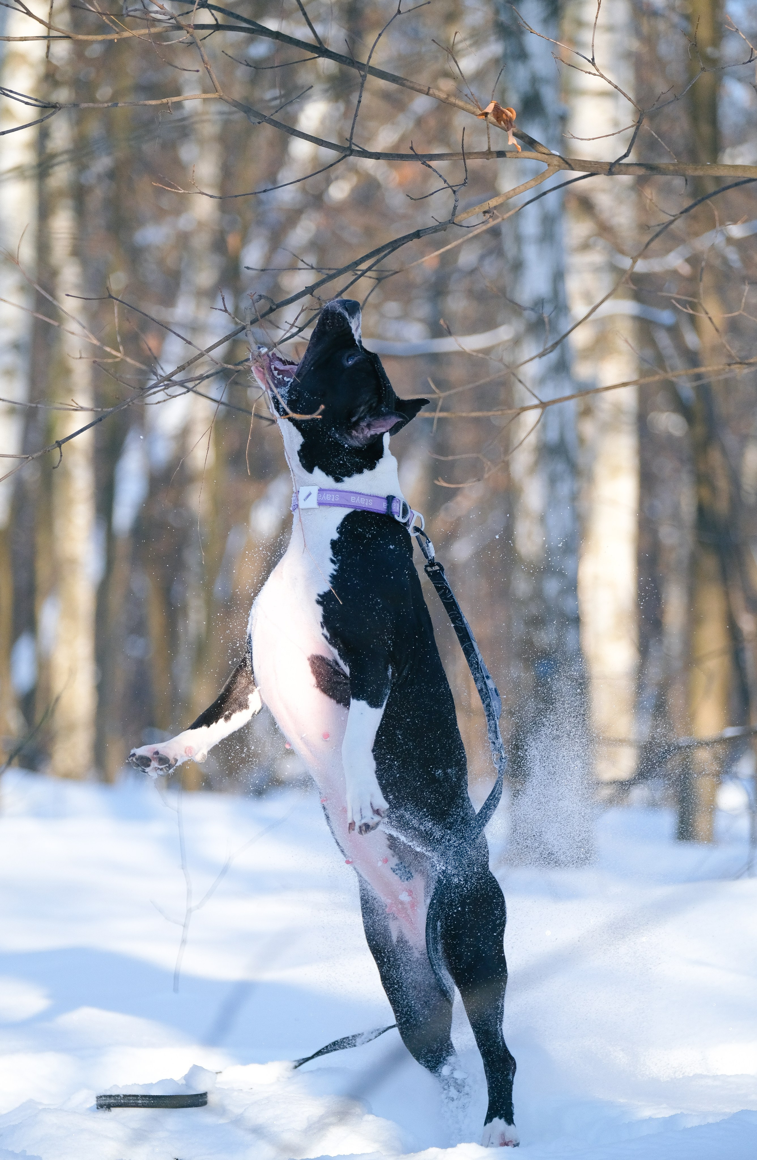 Баста и Эйгон. Фотограф и видеограф анималист Аганина Дарья