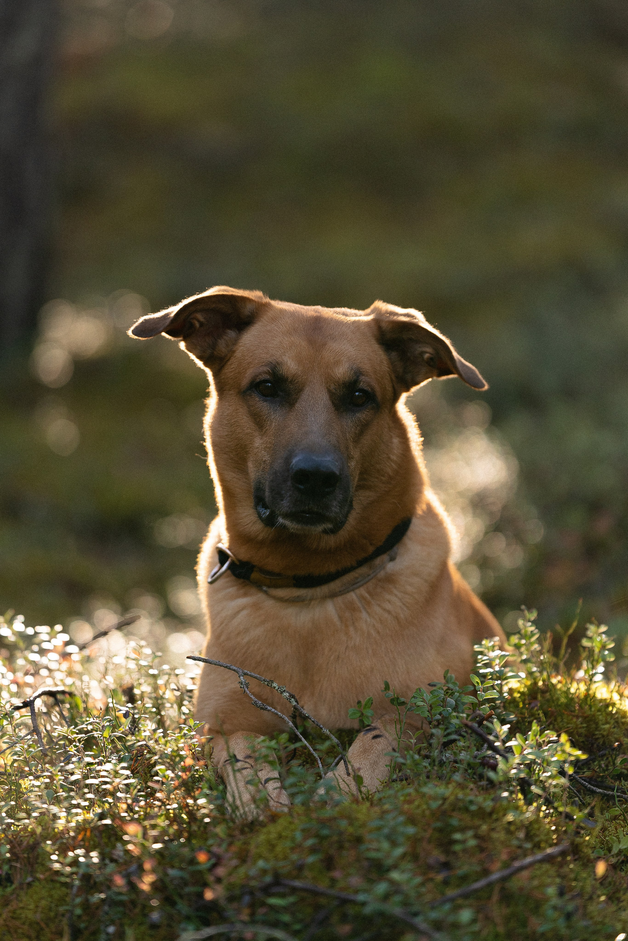 Karelia. Фотограф и видеограф анималист Аганина Дарья