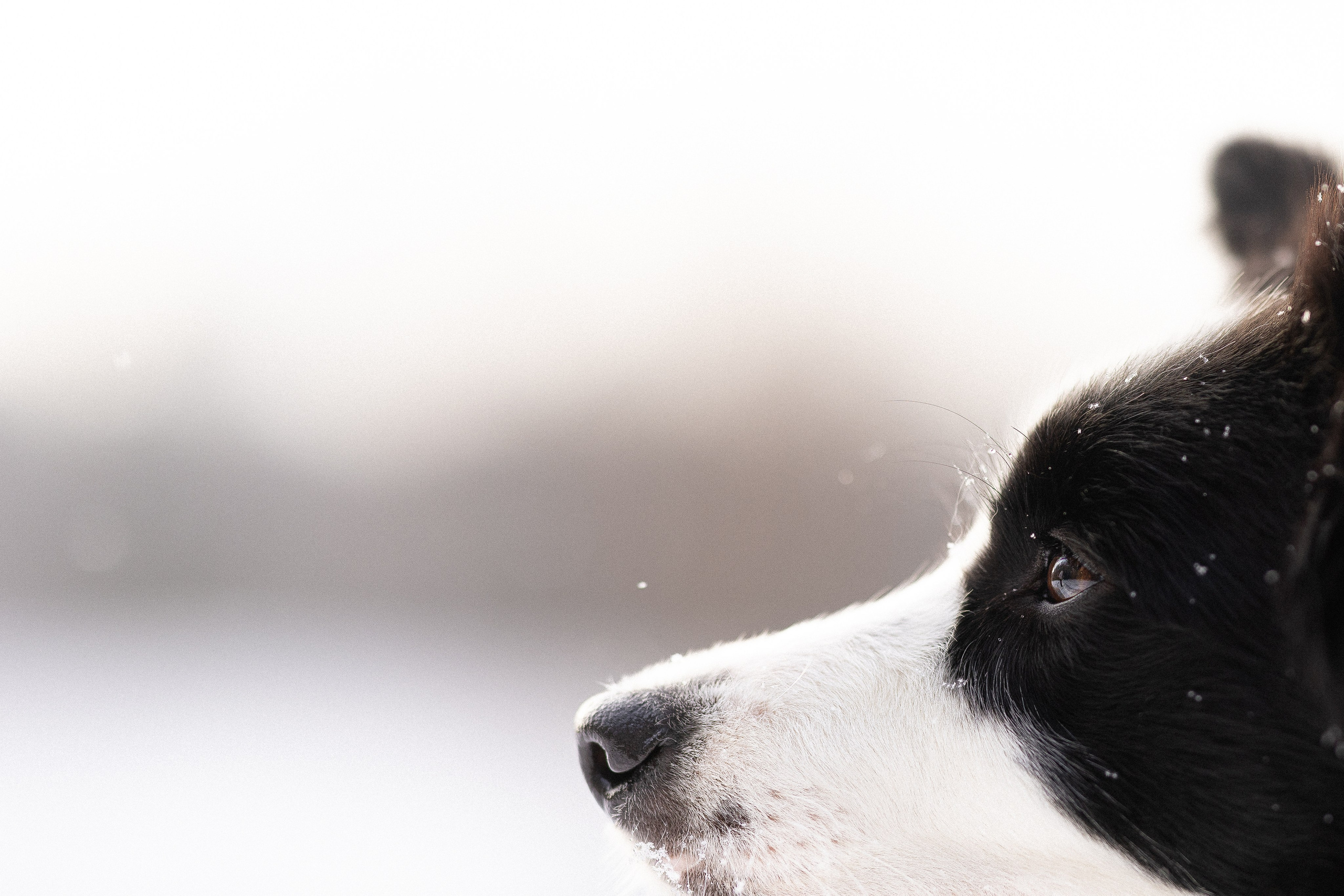 Лилия, Алексей и Ариана. Фотограф и видеограф анималист Аганина Дарья