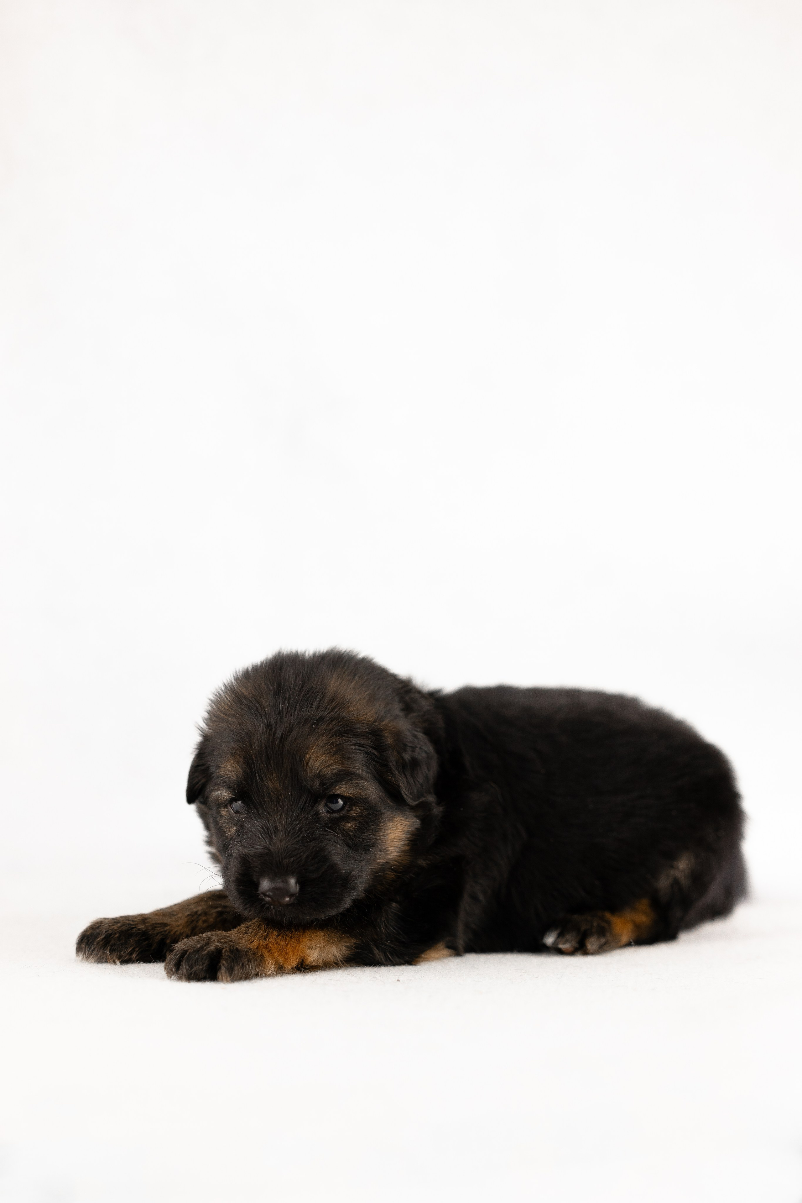 Немецкая овчарка. Фотограф и видеограф анималист Аганина Дарья