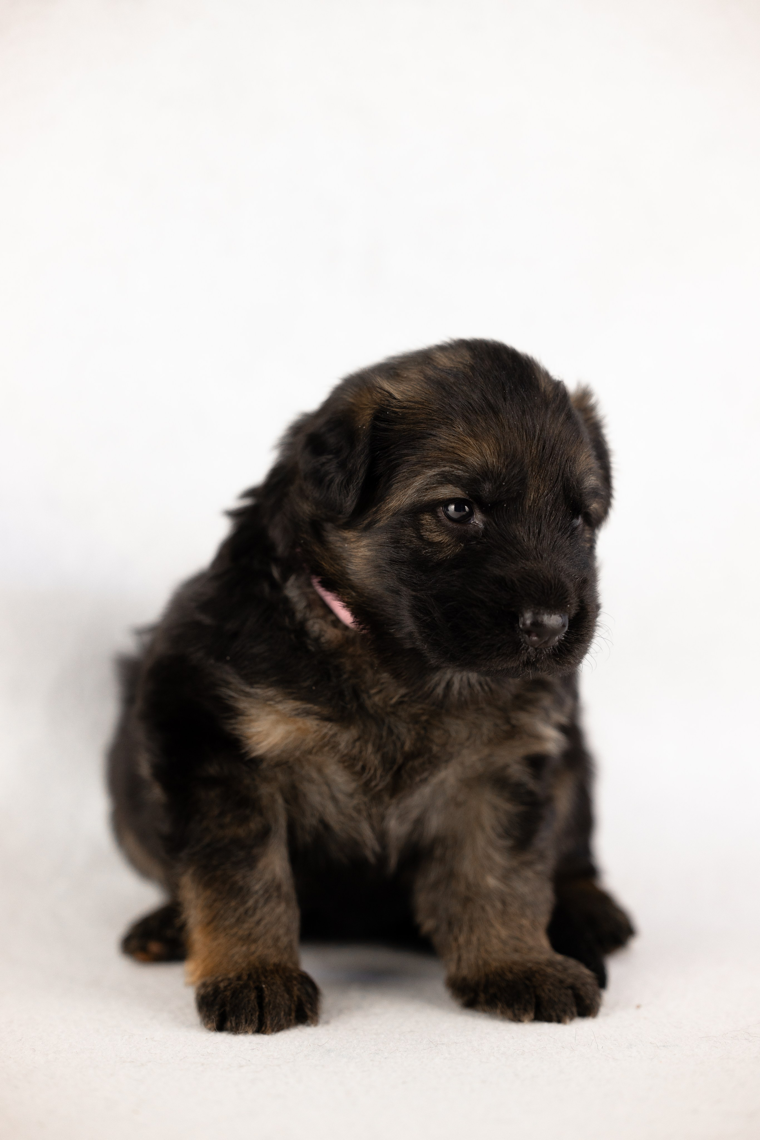 Немецкая овчарка. Фотограф и видеограф анималист Аганина Дарья