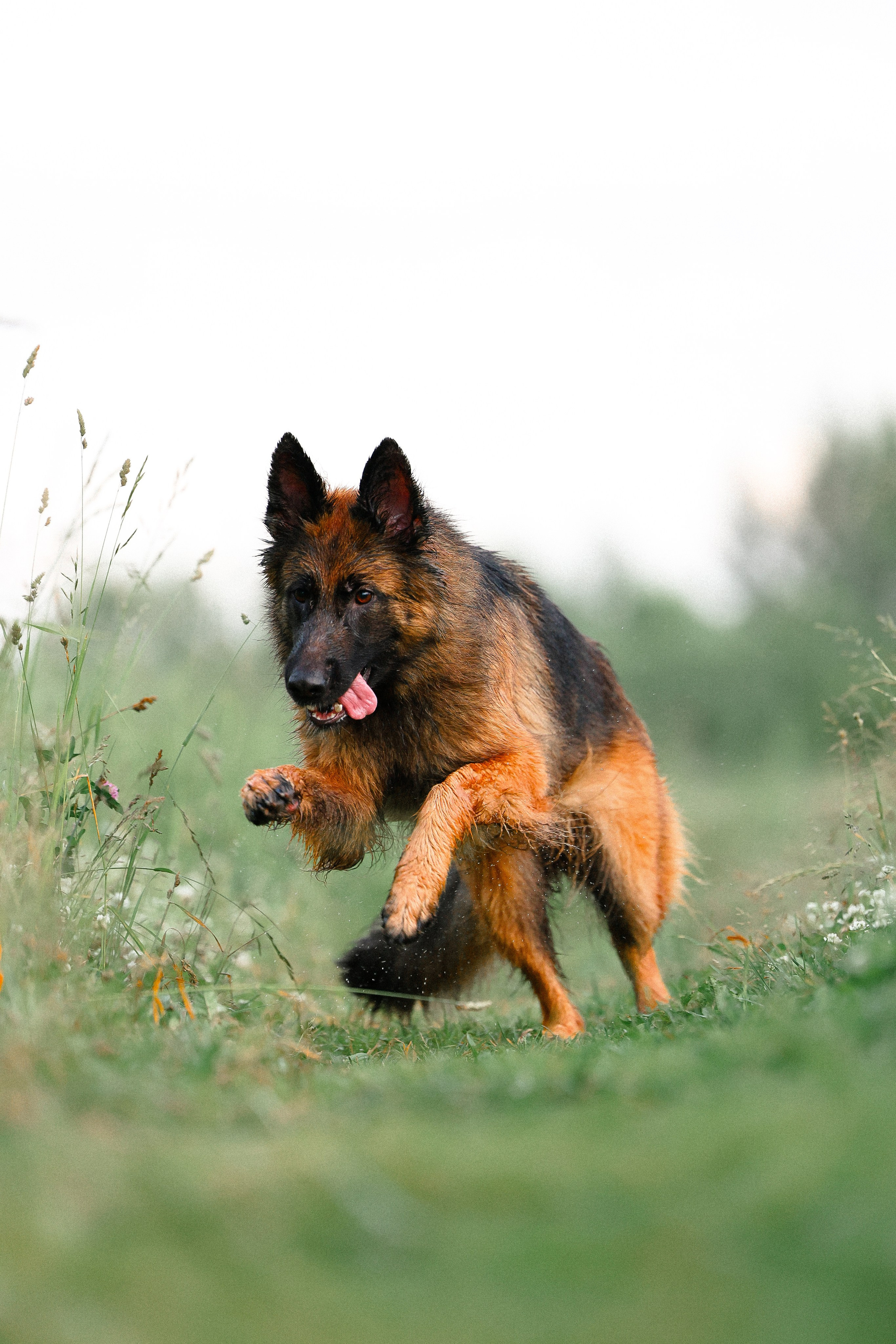 Алена, Фанни и Фрея. Фотограф и видеограф анималист Аганина Дарья