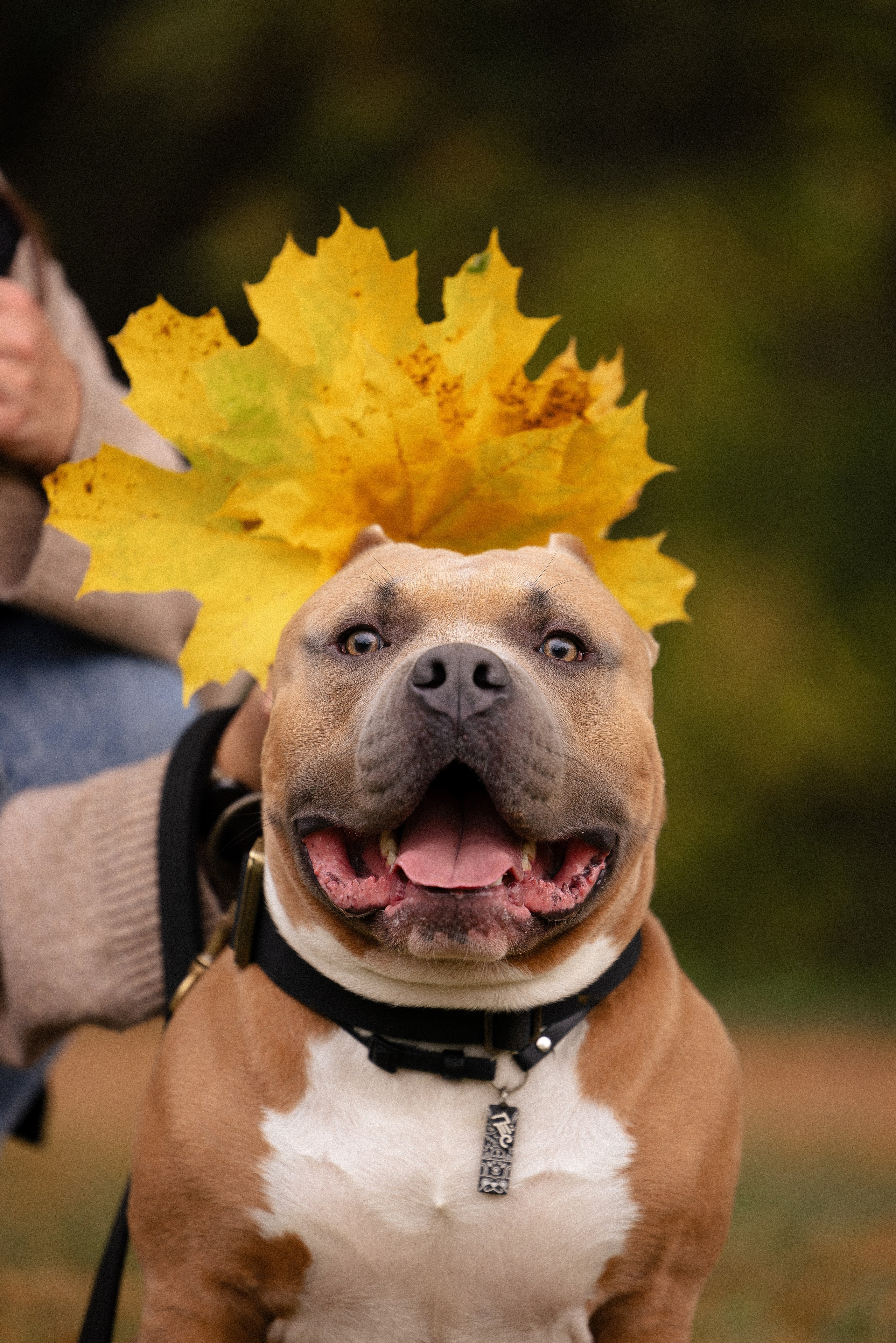 Алена и Тор. Фотограф и видеограф анималист Аганина Дарья
