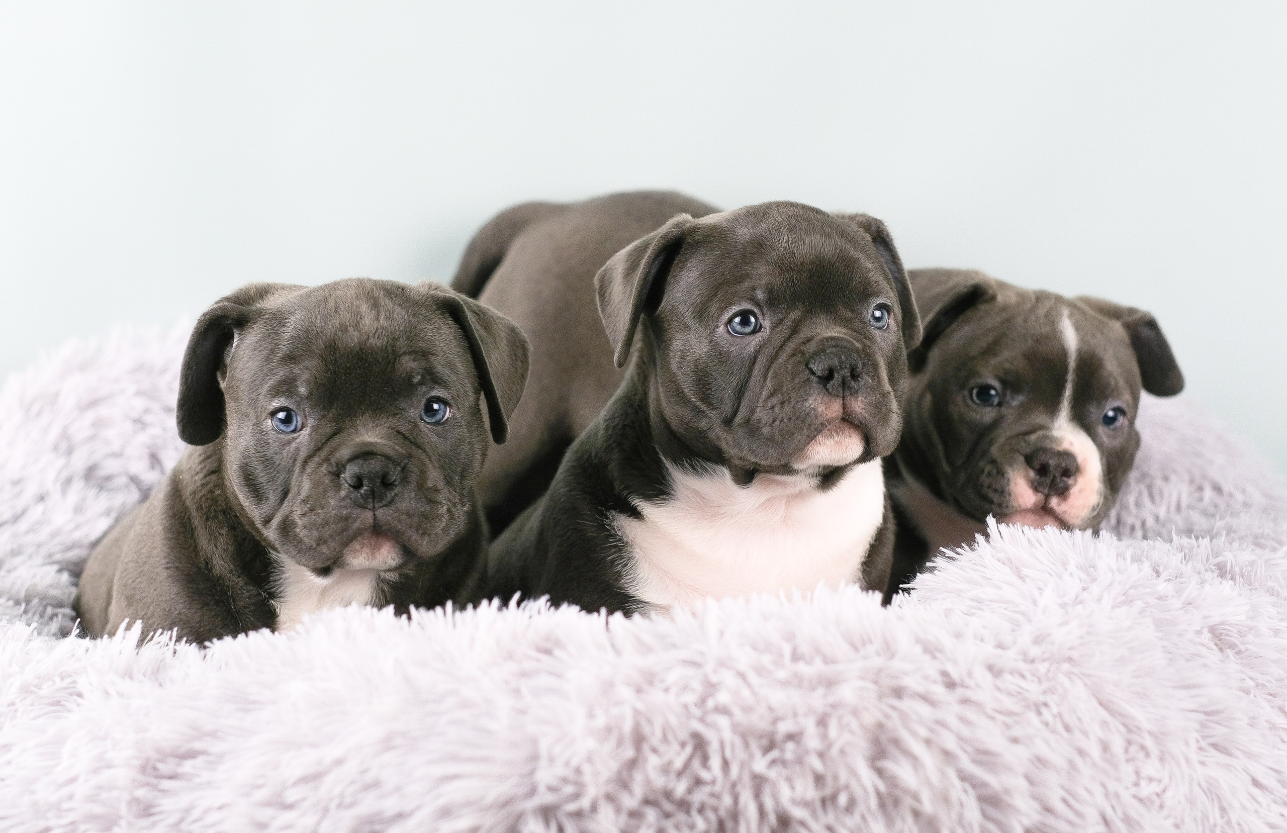 Американский Булли. Фотограф и видеограф анималист Аганина Дарья