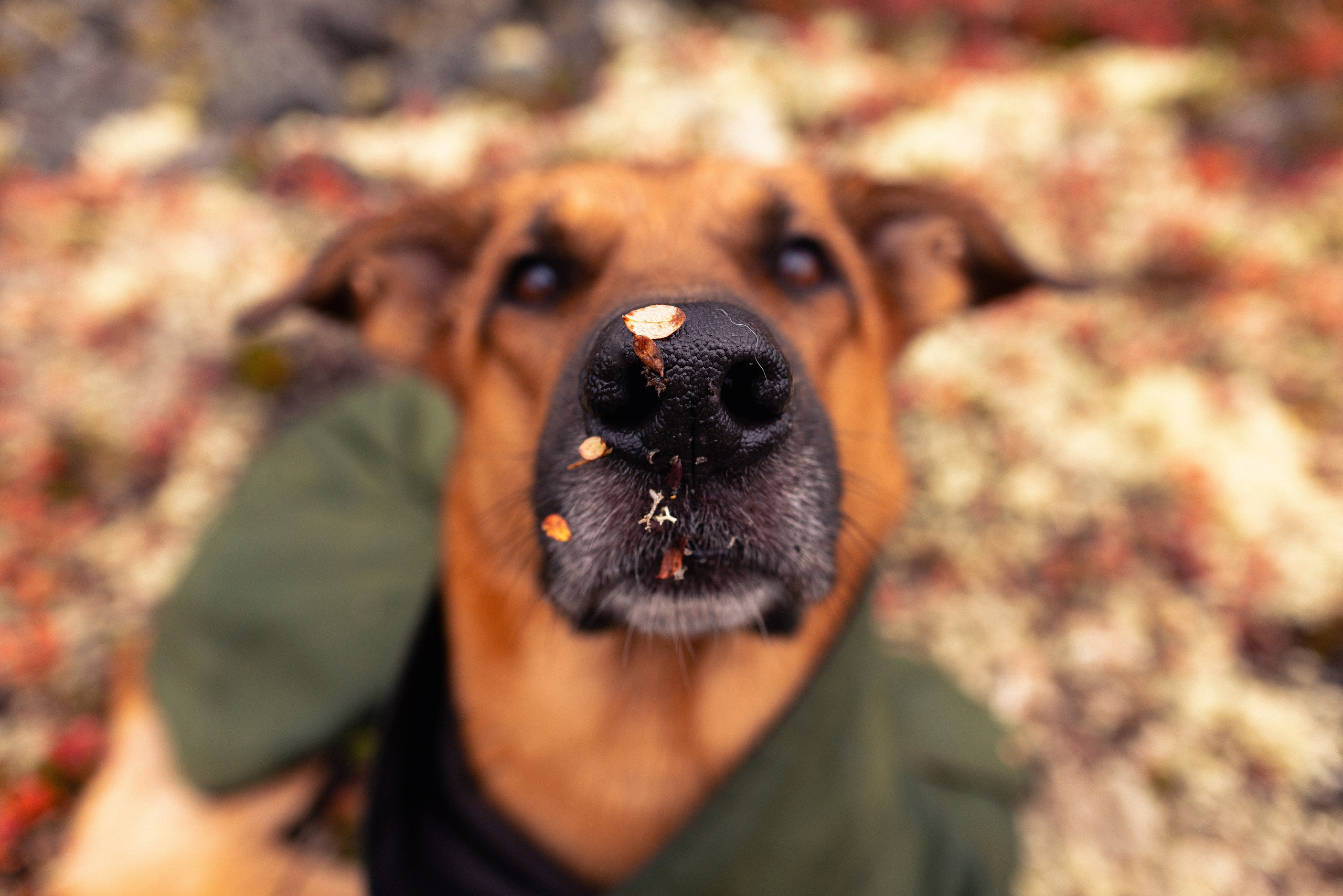 Кольский. Фотограф и видеограф анималист Аганина Дарья