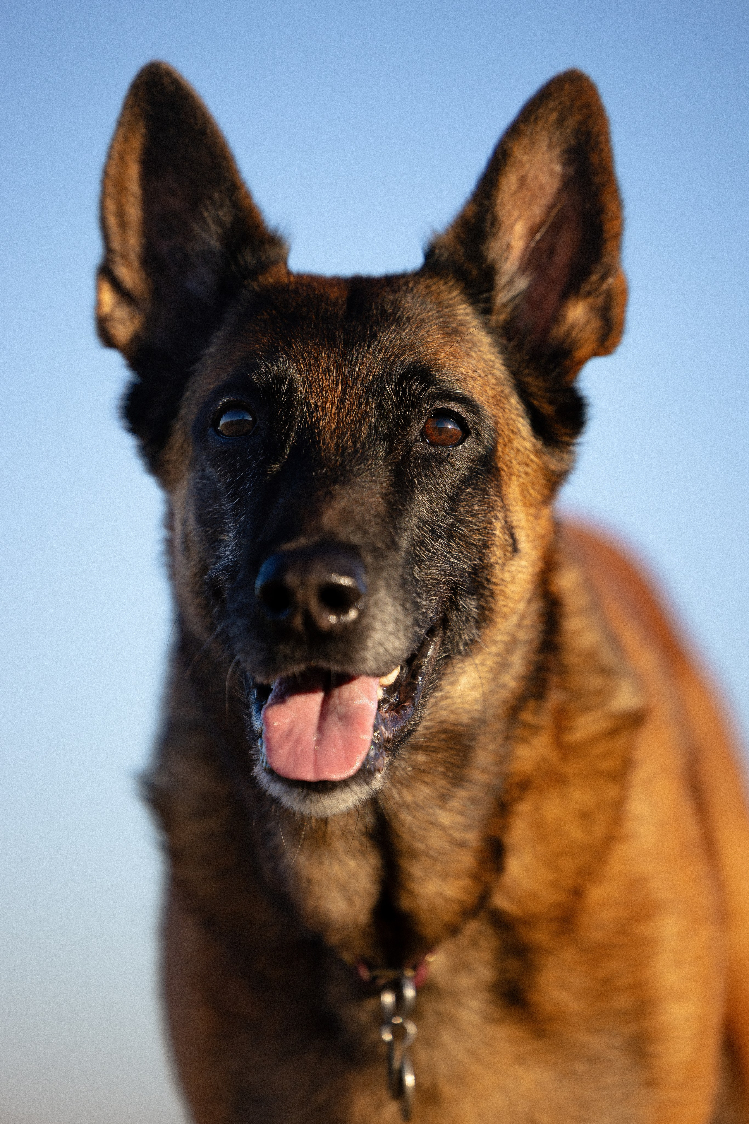 Женя, Афра и Молли. Фотограф и видеограф анималист Аганина Дарья