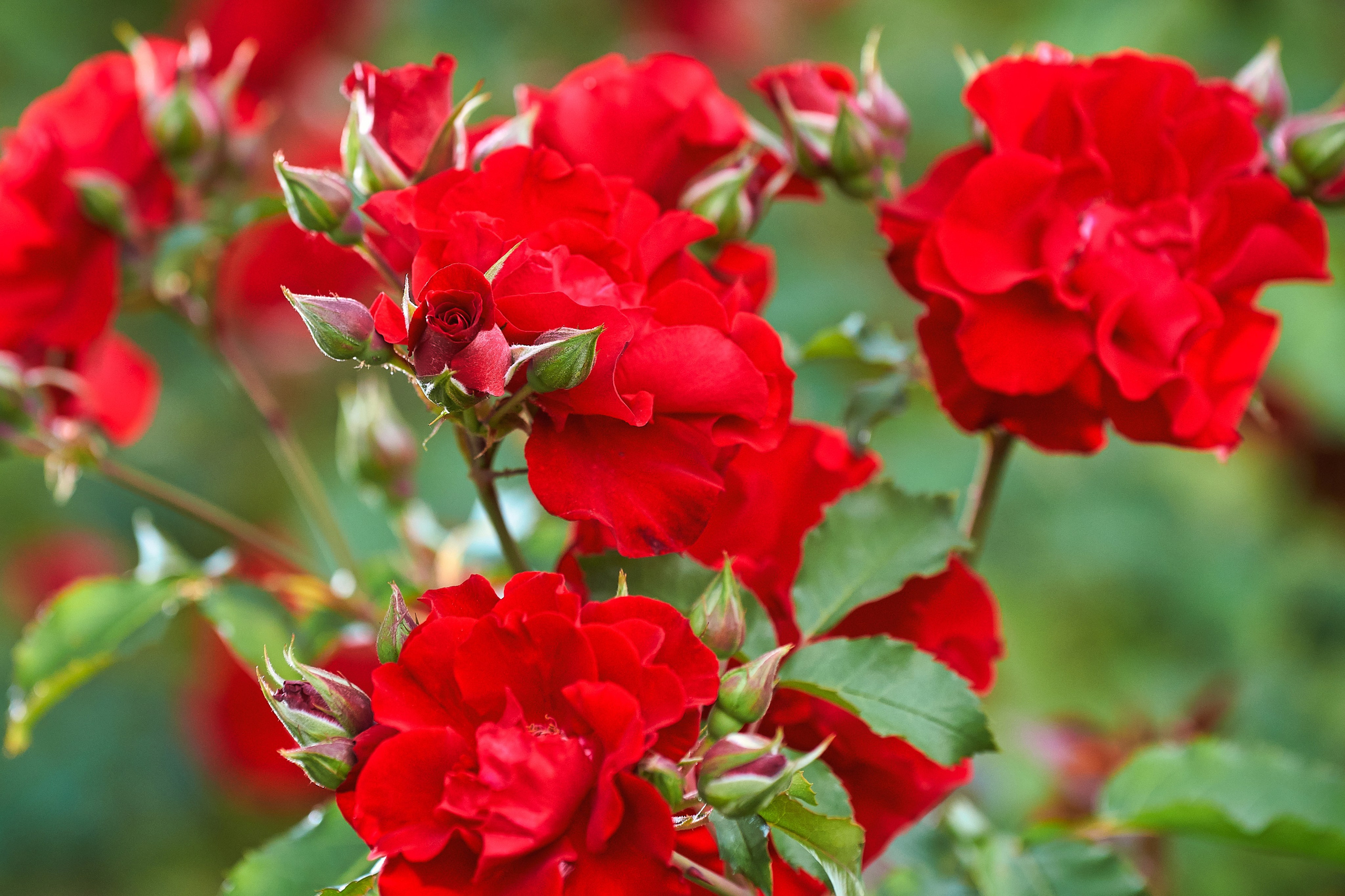 Наша мать — природа. Фотограф Владимир Артамонов