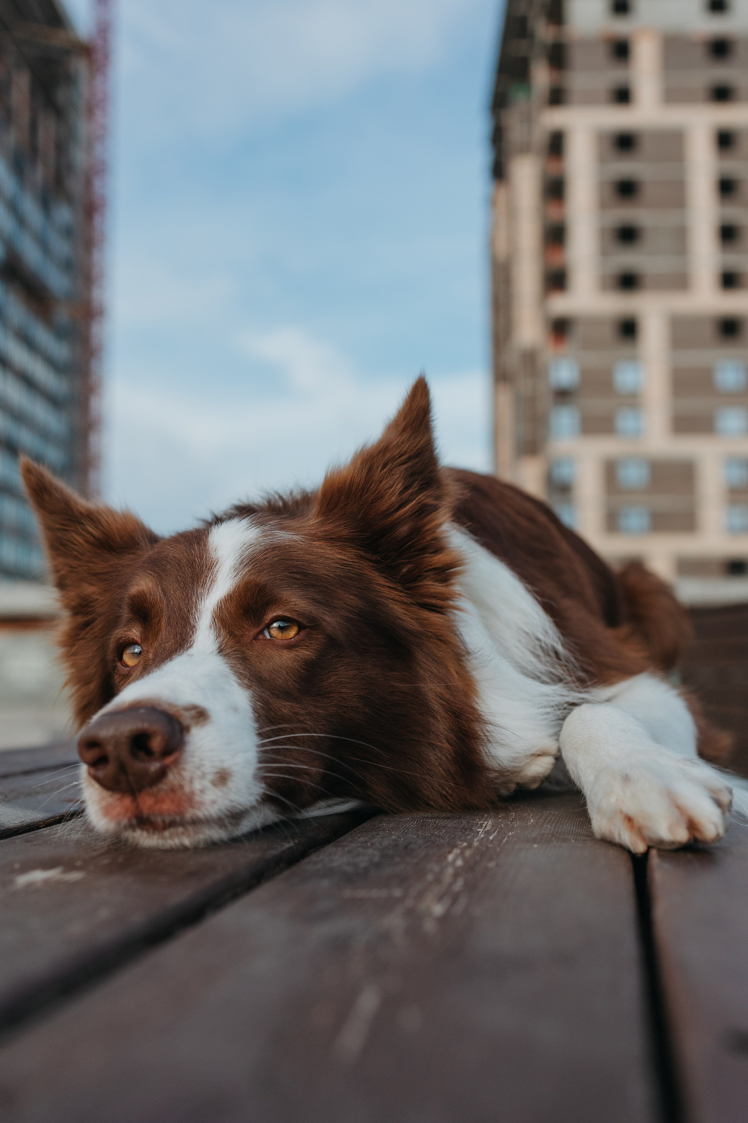 Маша и Тори. Фотограф — анималист Светлана Кысса|фотограф собак в Краснодаре и Нижнем Новгороде