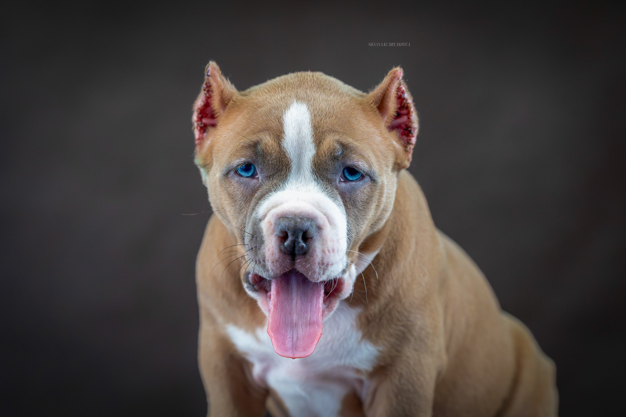 Американский булли!. Фотограф 📸 анималист, предметный, репортажный